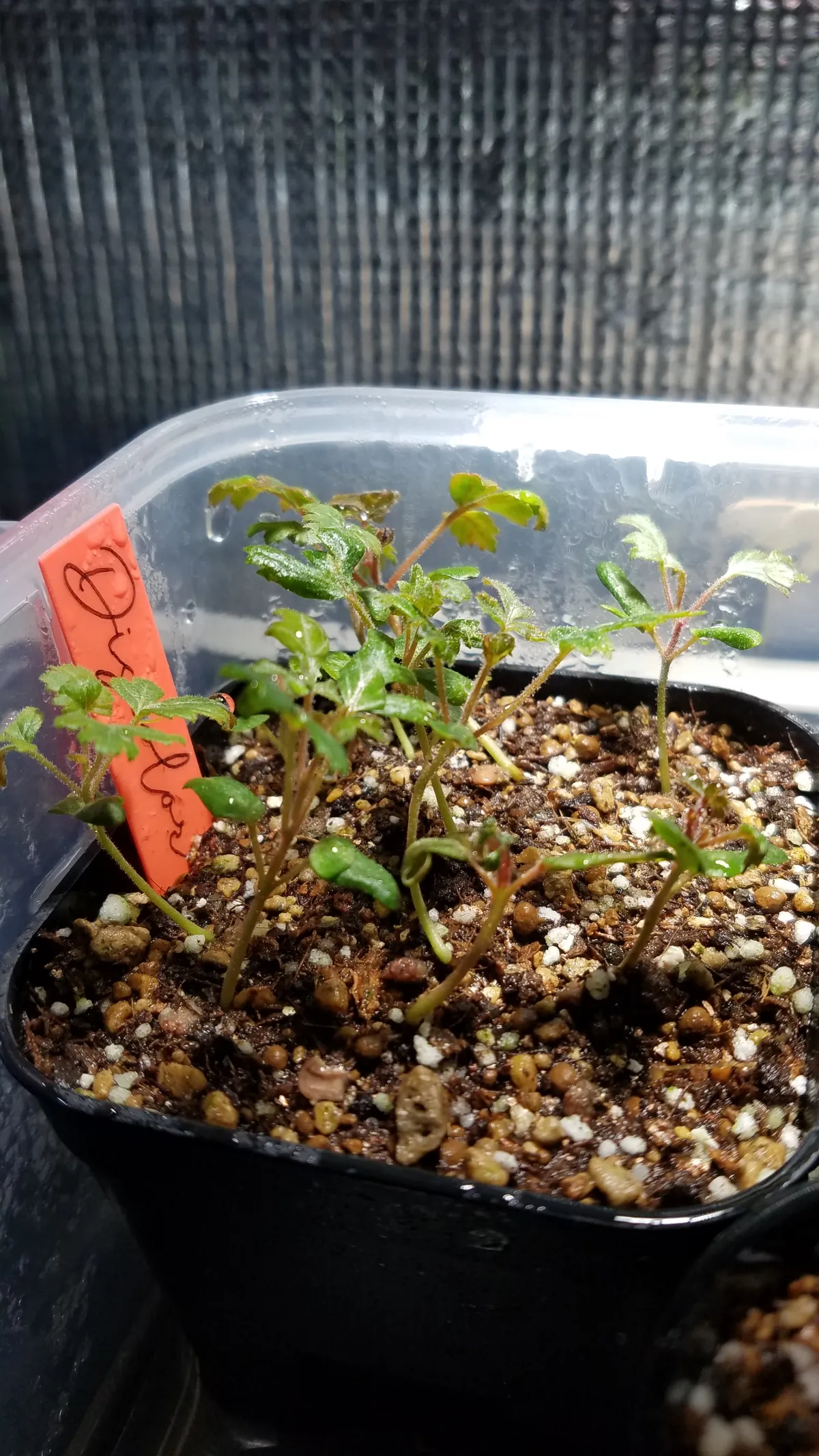 Pachycormus discolor (パキコルムス ディスカラー)