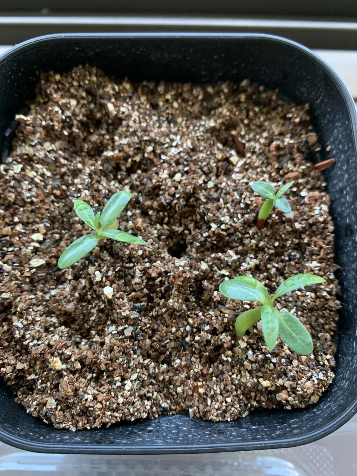 Pachypodium rosulatum var. gracilius (パキポディウム グラキリス)