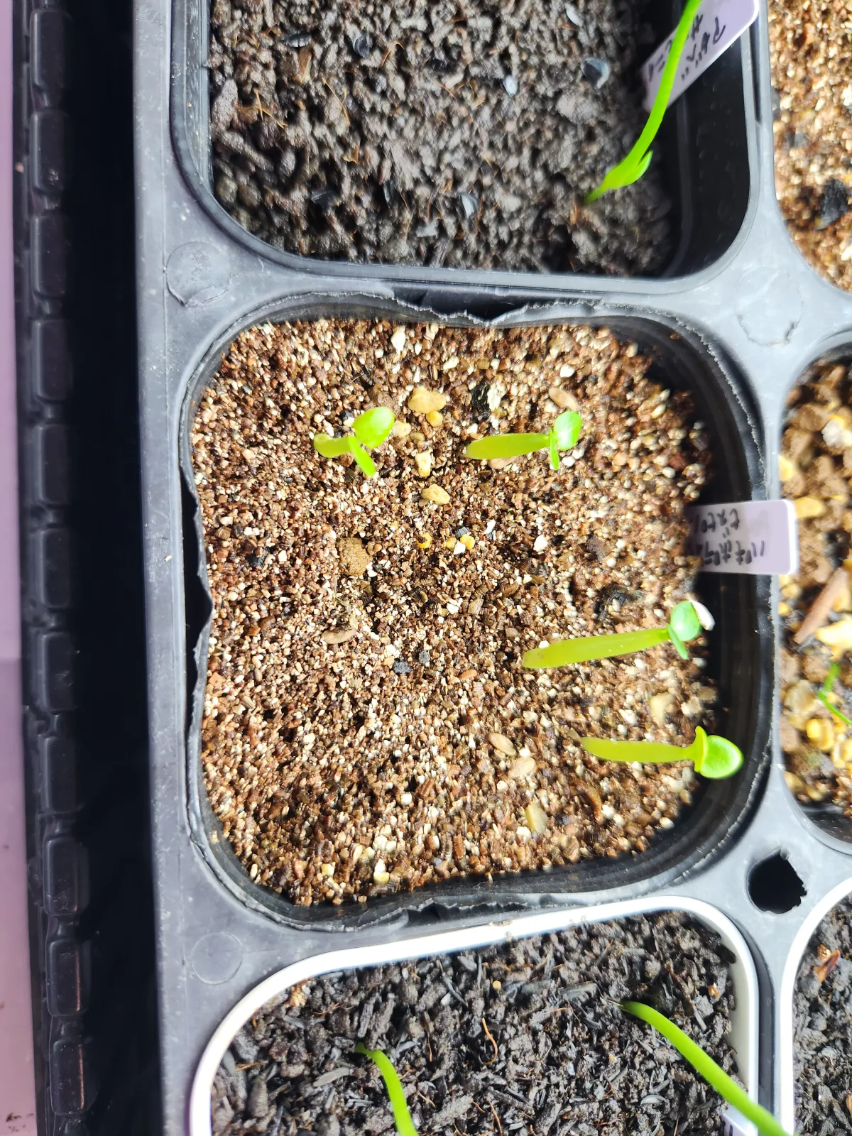 Pachypodium bispinosum (パキポディウム ビスピノーサム)