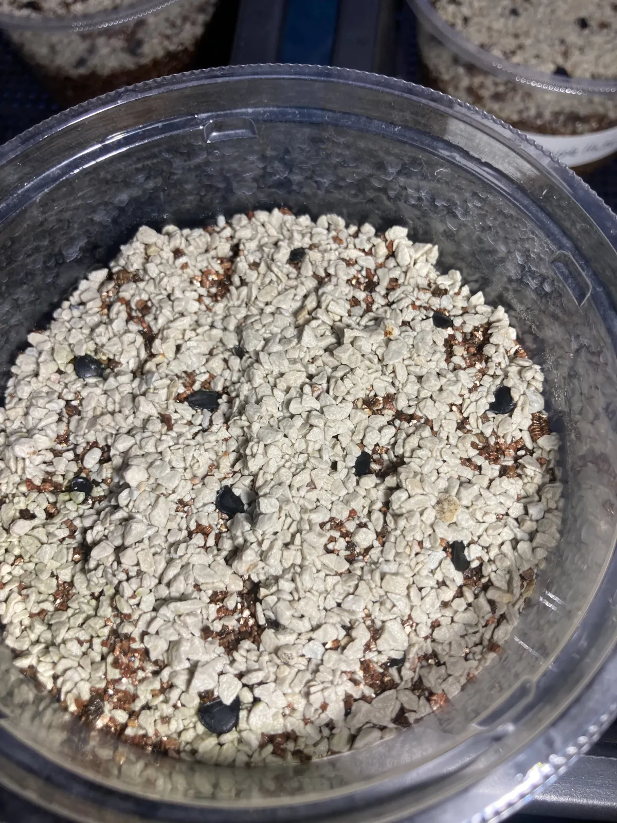 Agave doctorensis (アガベ ドクトレンシス)