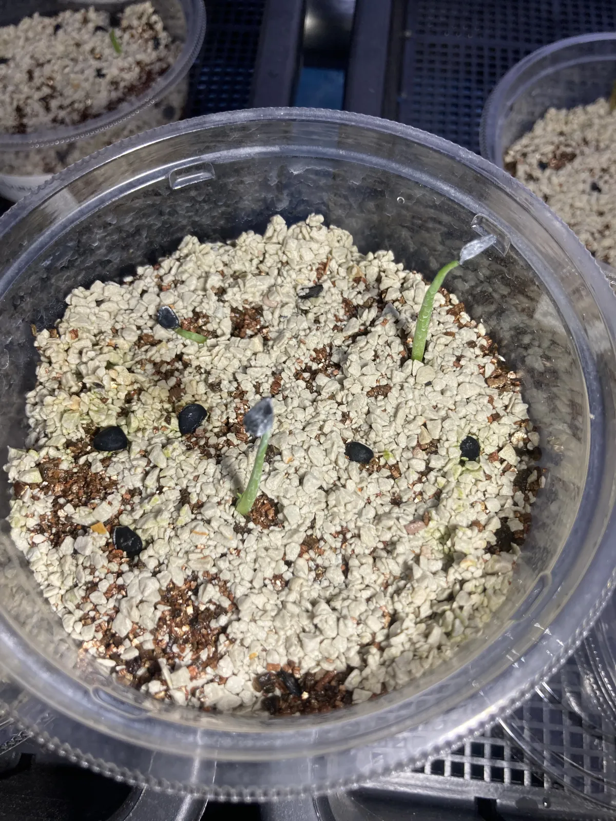 Agave potatorum Dwarf (アガベ ポタトラムドワーフ)