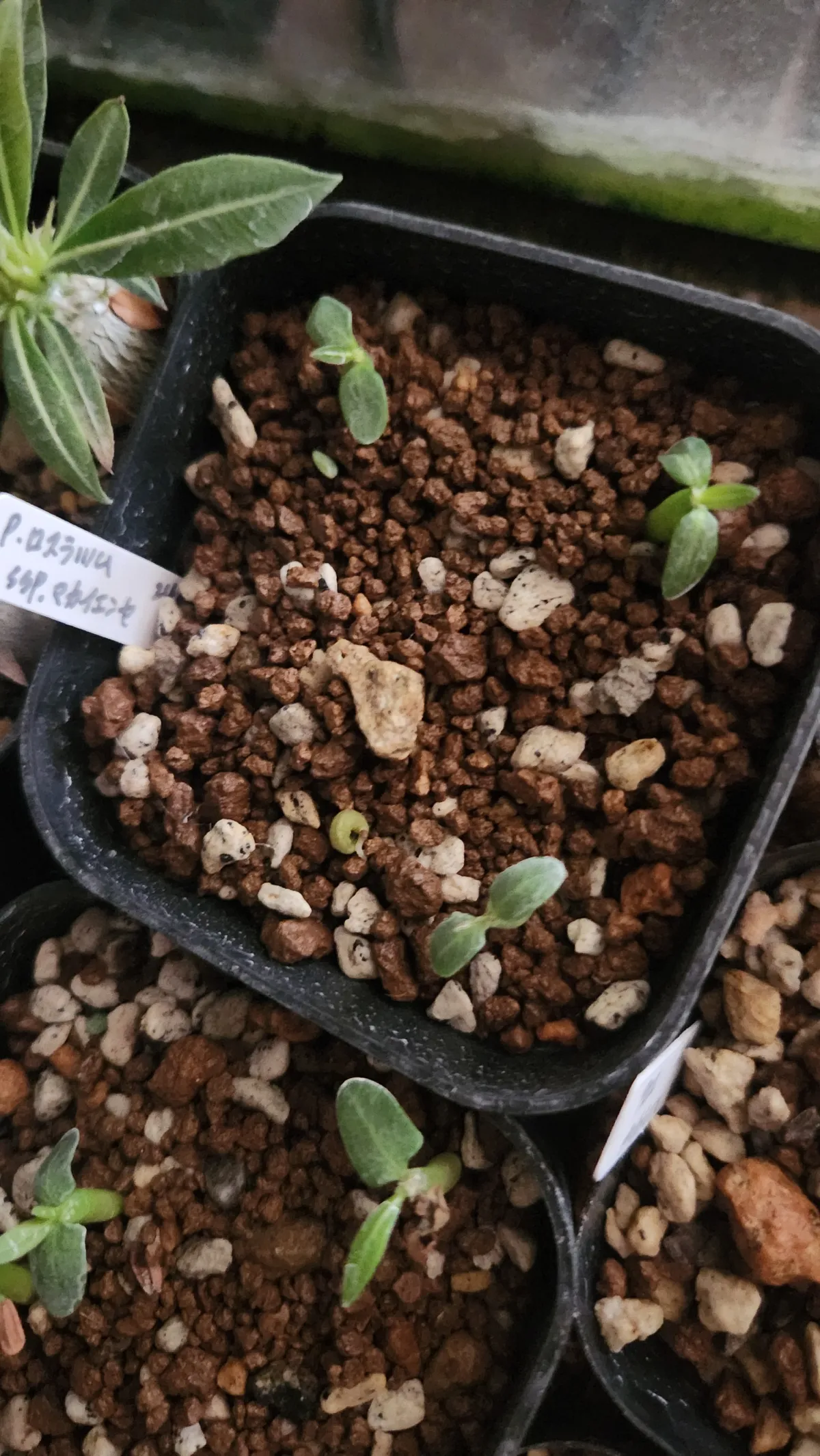 Pachypodium rosulatum subsp. makayense (パキポディウム マカイエンセ)