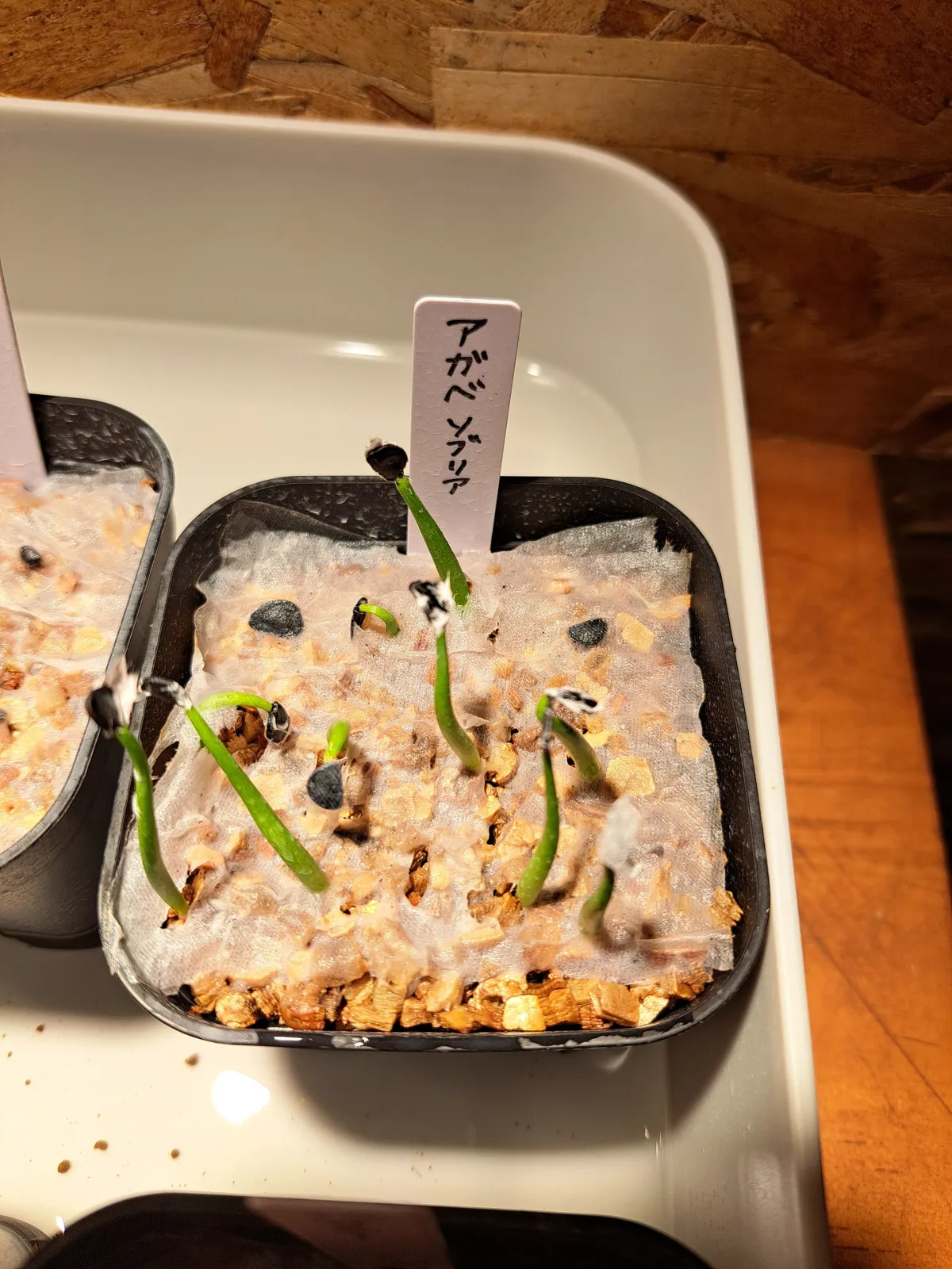 Agave sobria subsp. roseana (アガベ ソブリア ロゼアナ)