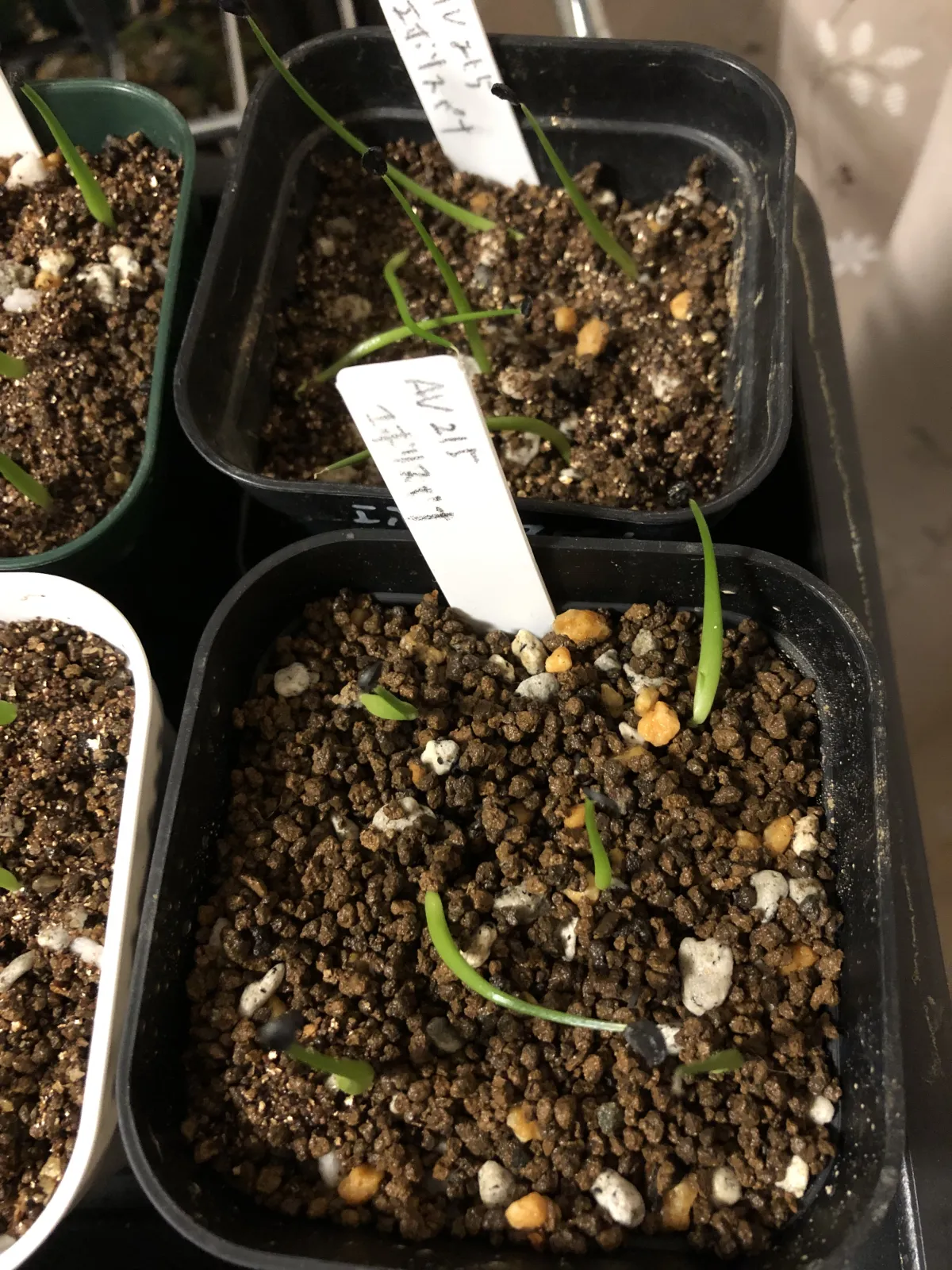 Agave utahensis var. eborispina 'Hayford' (アガベ エボリスピナ ヘイフォード)