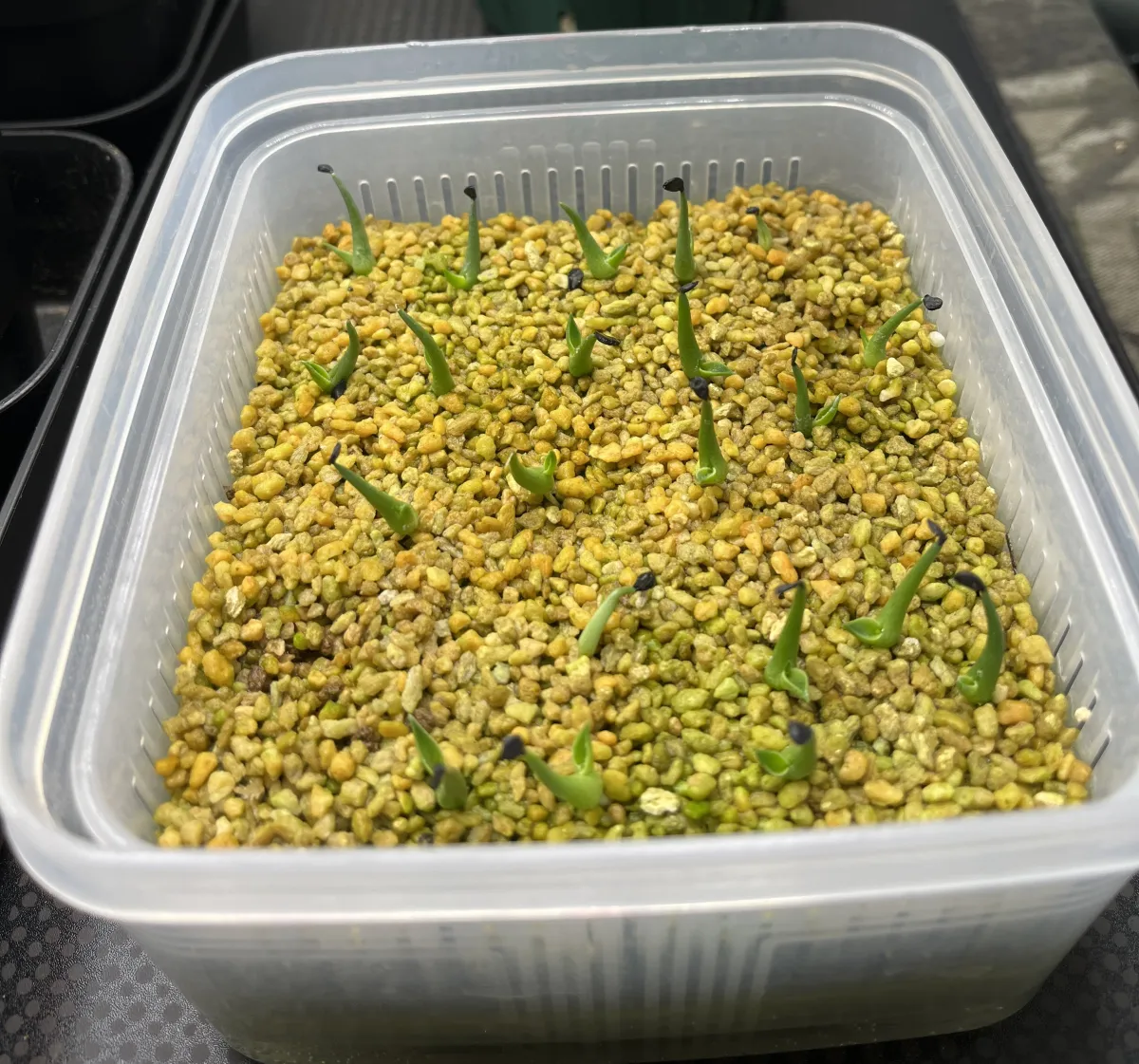 Agave utahensis var. eborispina (アガベ エボリスピナ)