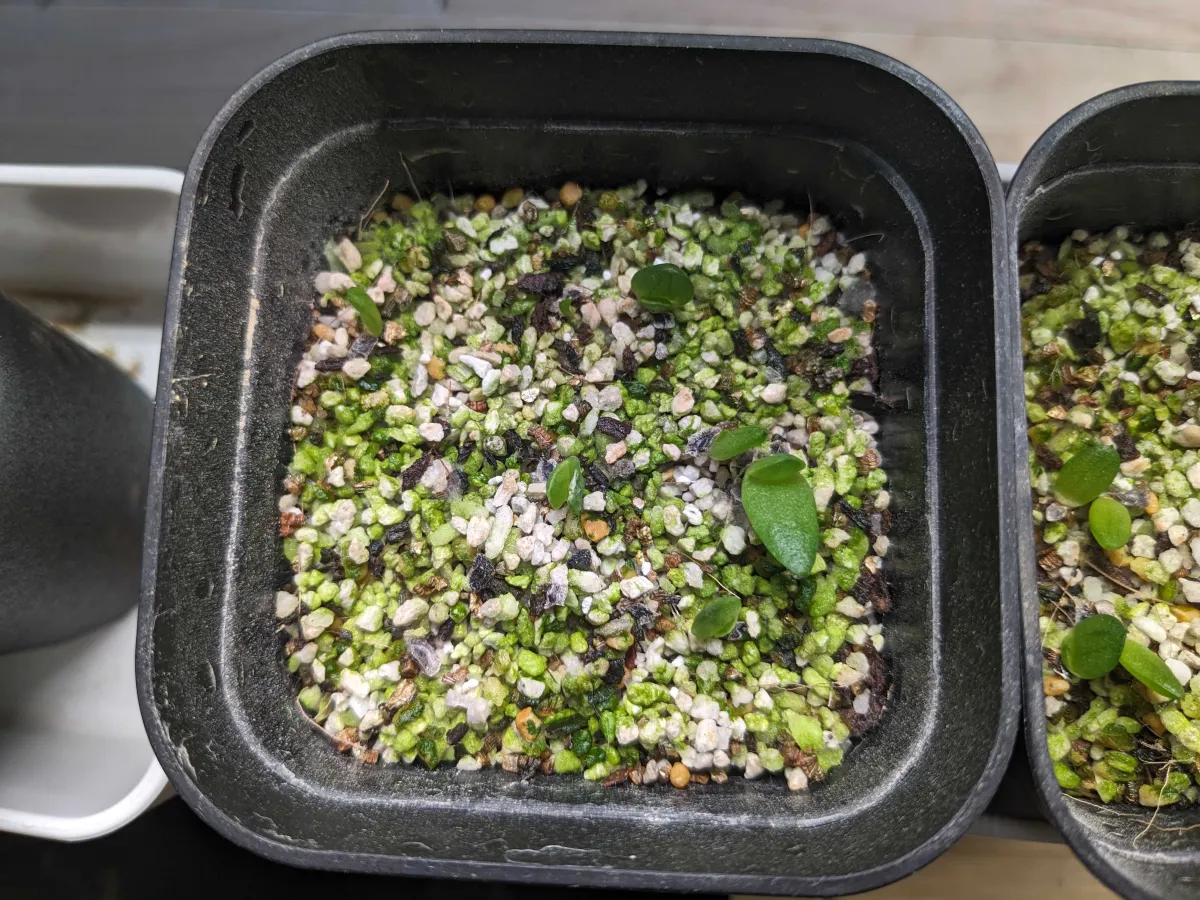 Aloe peglerae (アロエ ペグレラエ)