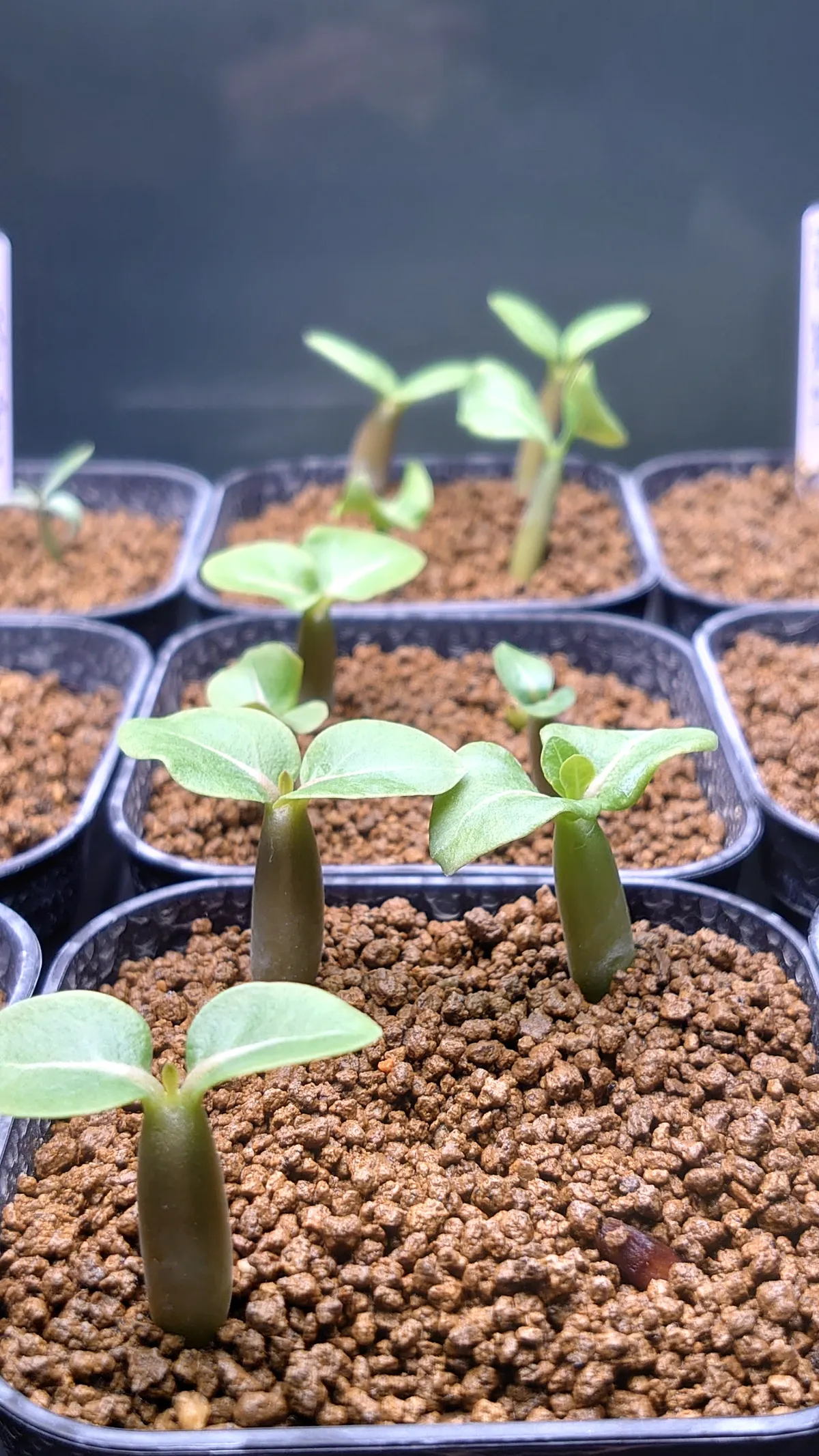 Adenium arabicum (アデニウム アラビカム)