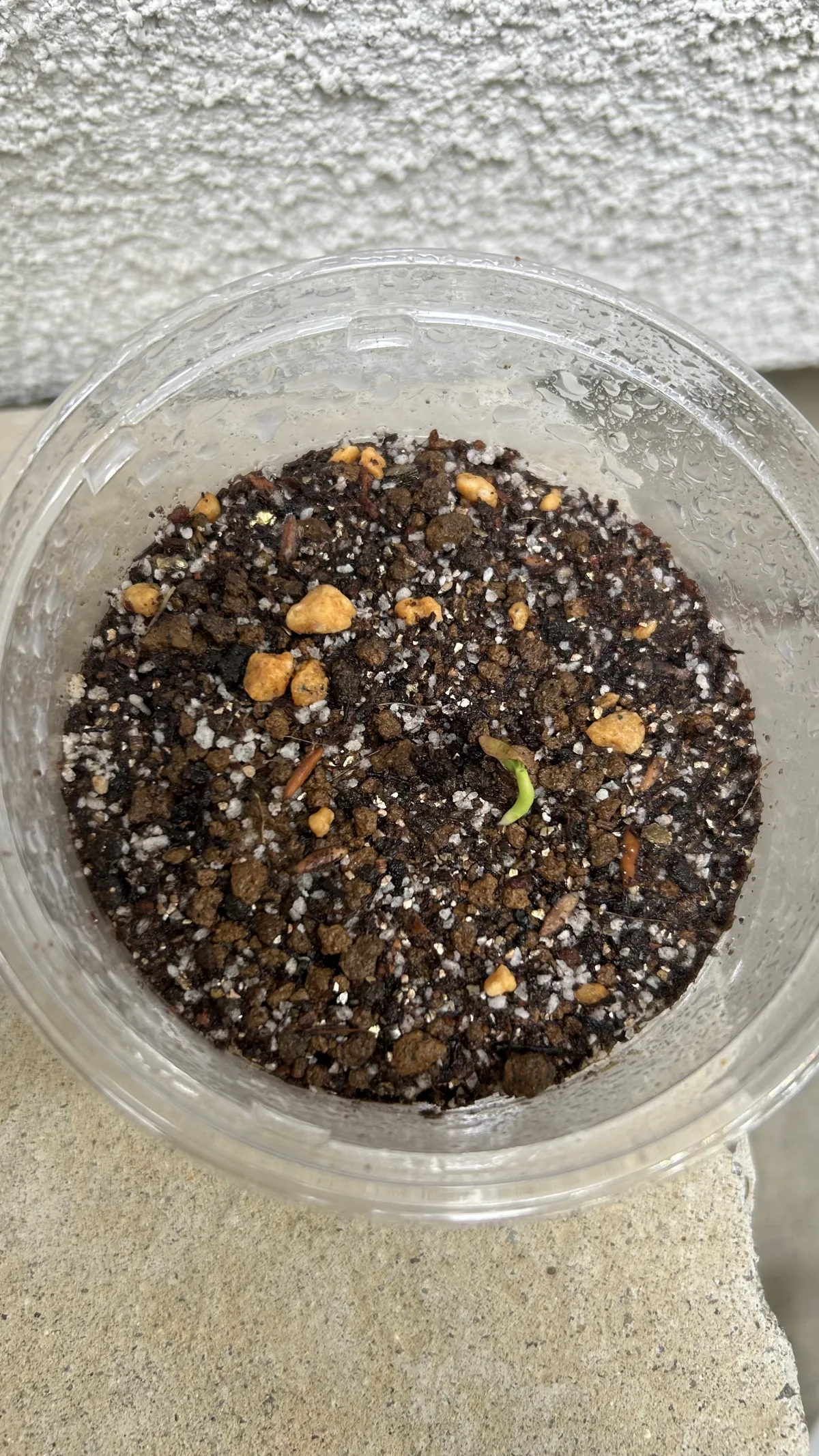 Pachypodium rosulatum ssp. cactipes (パキポディウム カクチペス)