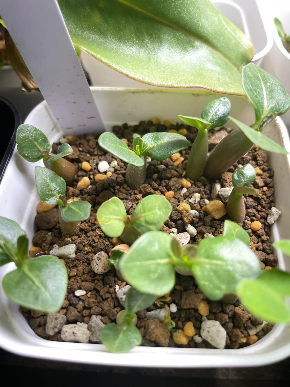 Adenium arabicum (アデニウム アラビカム イエメン)