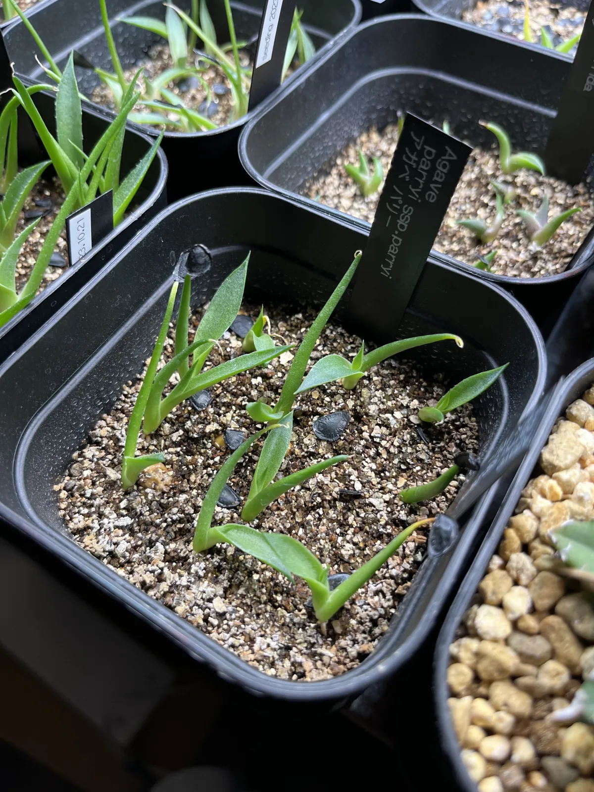 Agave parryi subsp. parryi (アガベ パリー)