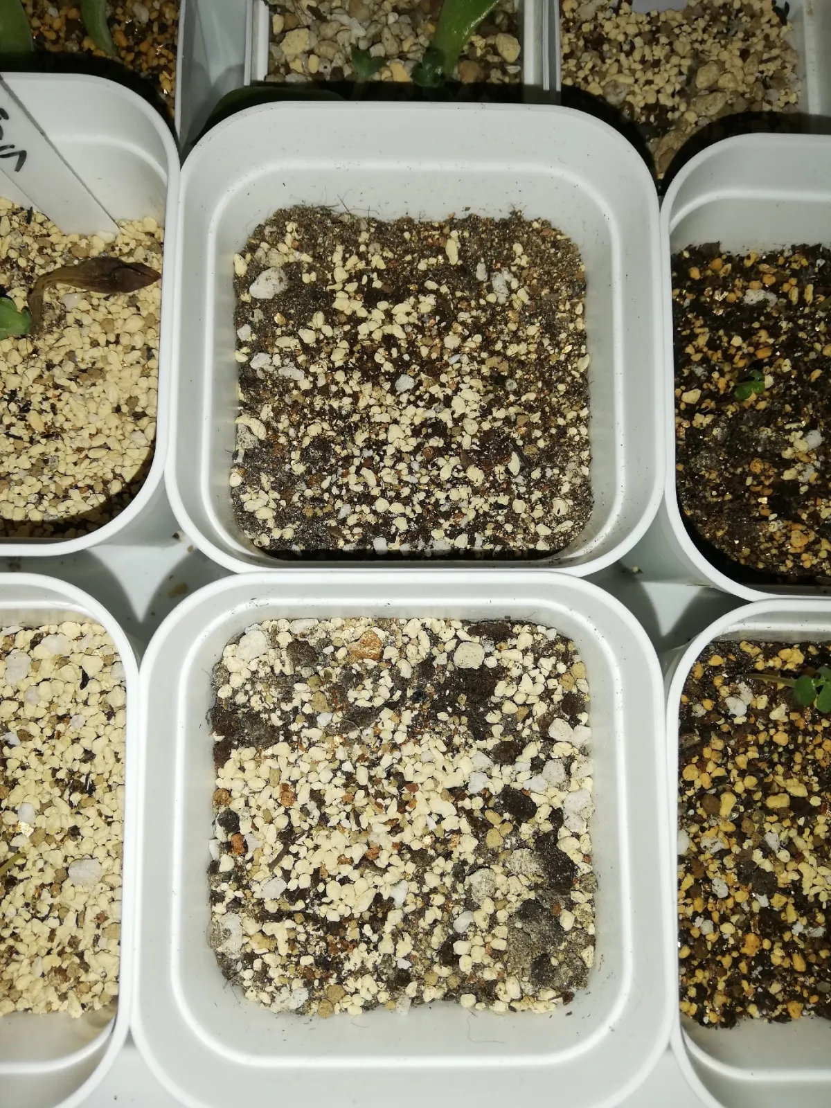 Dorstenia foetida ssp. foetida (ドルステニア フォエチダ)