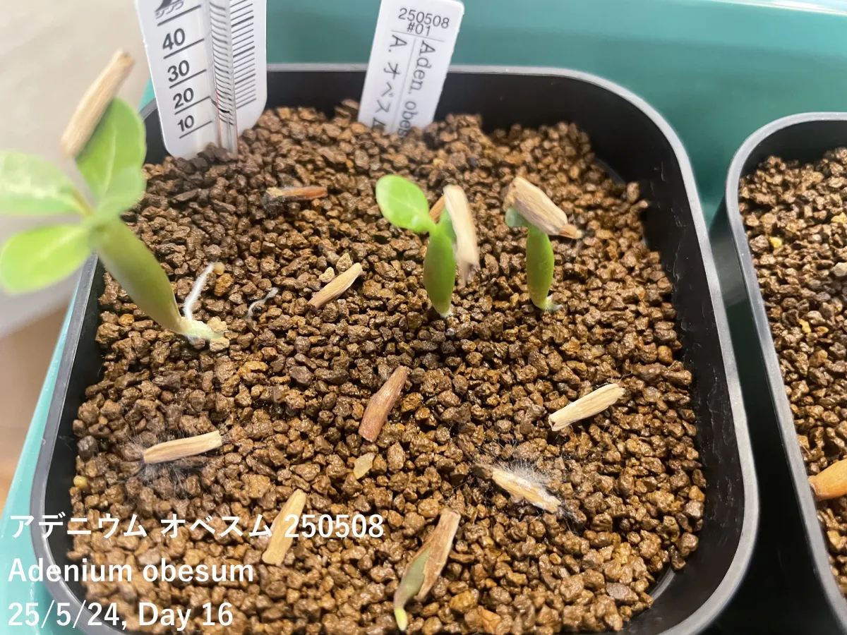 Adenium obesum (アデニウム オベスム)