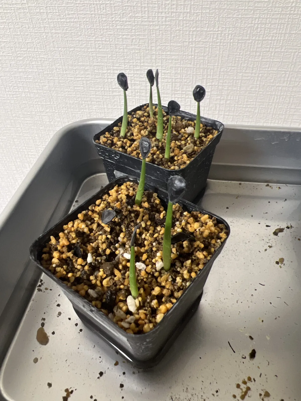 Agave atrovirens var. atrovirens (アガベ アトロビレンス)