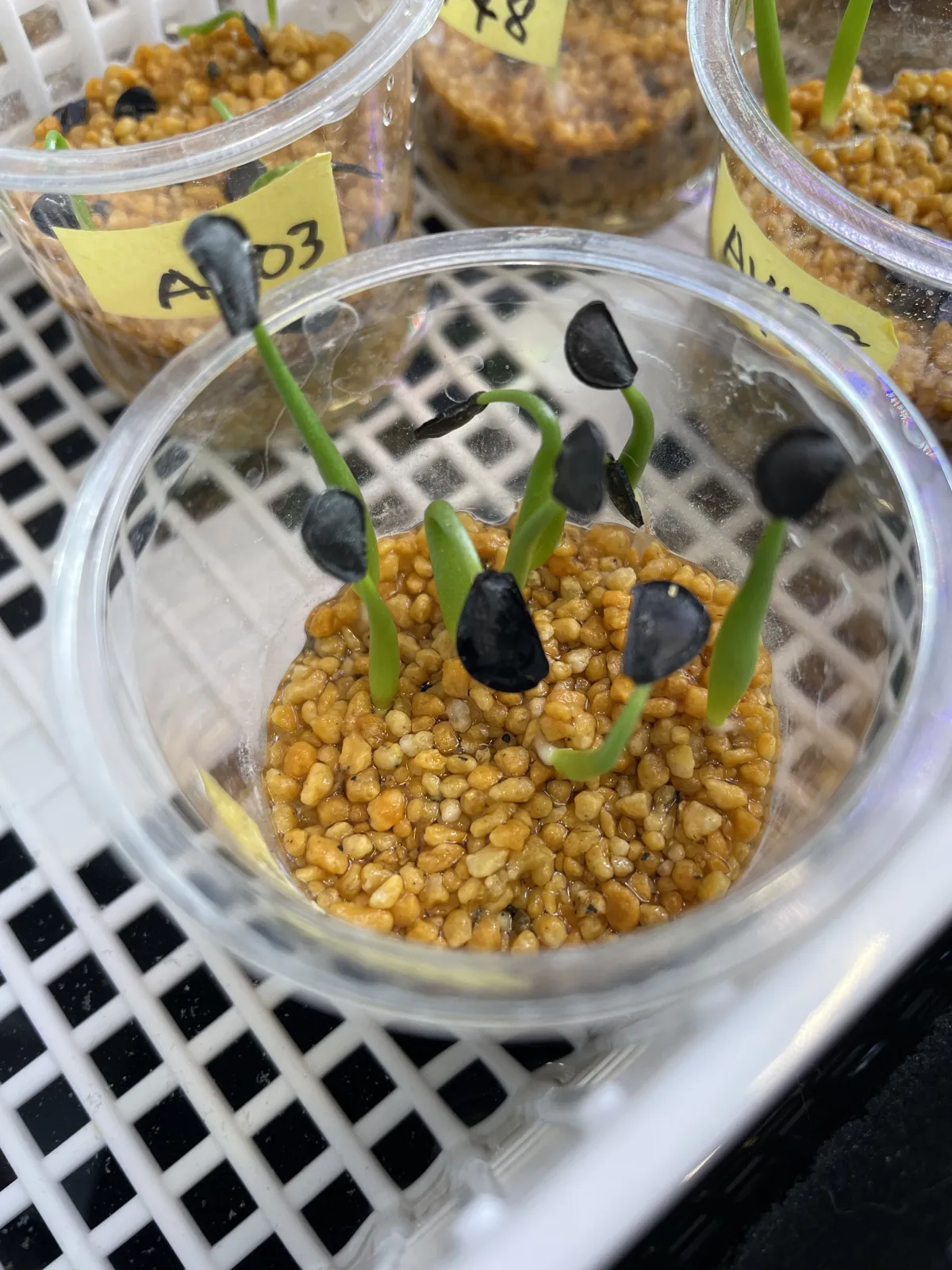 Agave parryi var. couesii (アガベ コウエシー)