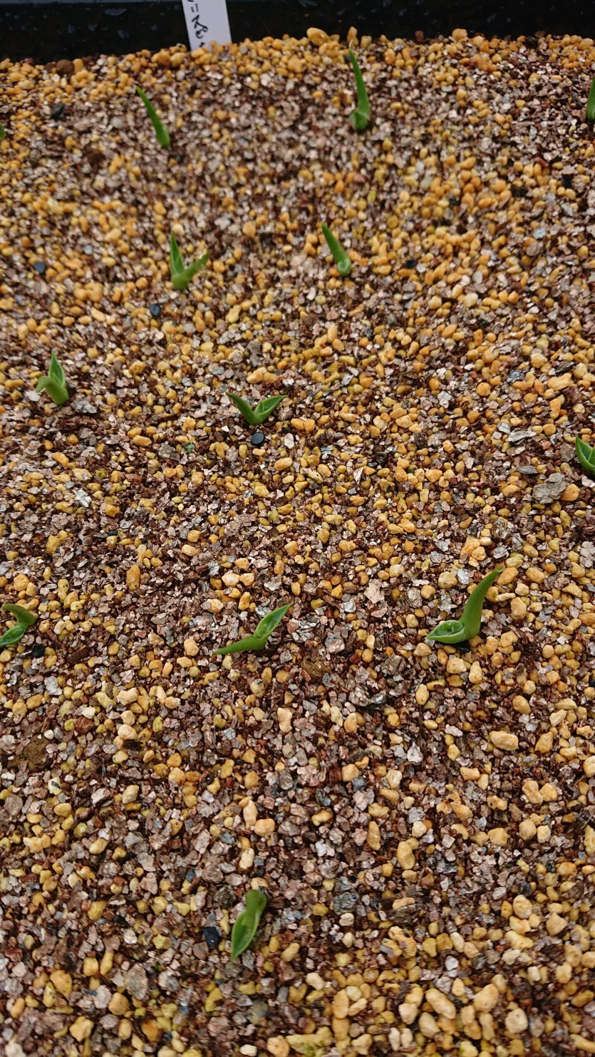 Agave utahensis var. eborispina (アガベ エボリスピナ)