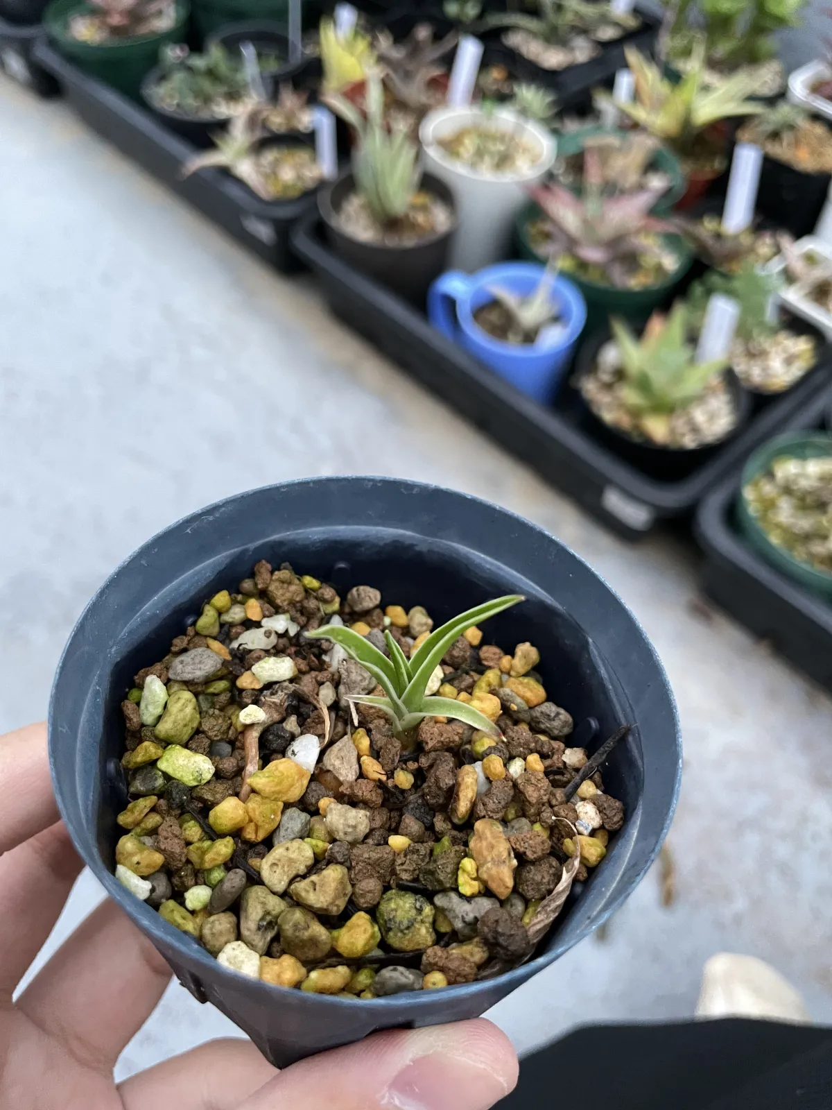 Dracaena draco subsp. draco (ドラセナ ドラコ)