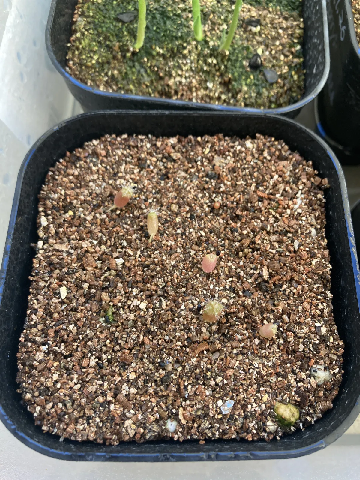 Ferocactus robustus (フェロカクタス ロブスタス)