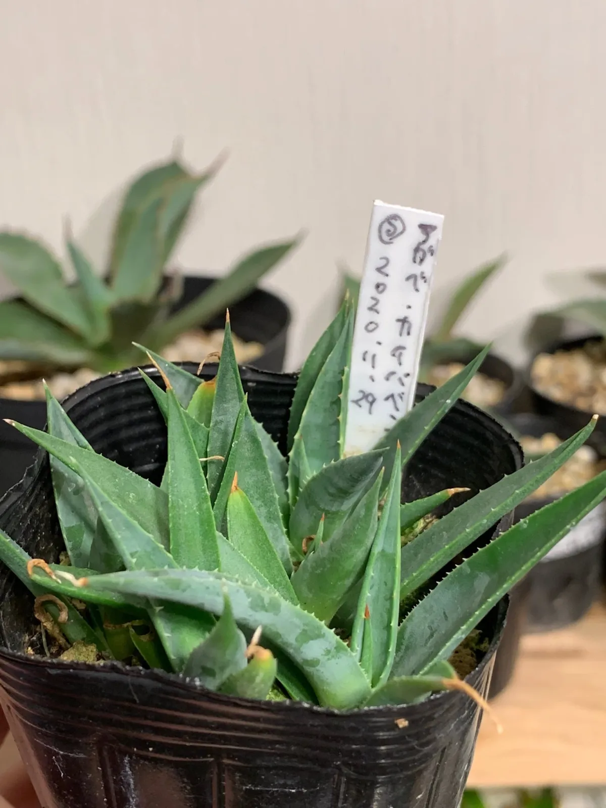 Agave utahensis ssp. kaibabensis (アガベ カイバベンシス)