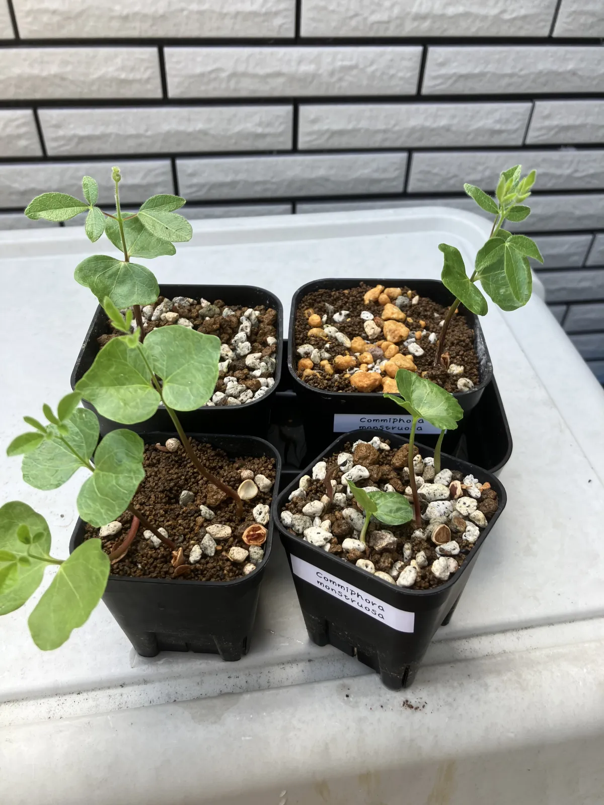 Commiphora monstruosa (コミフォラ モンストローサ)