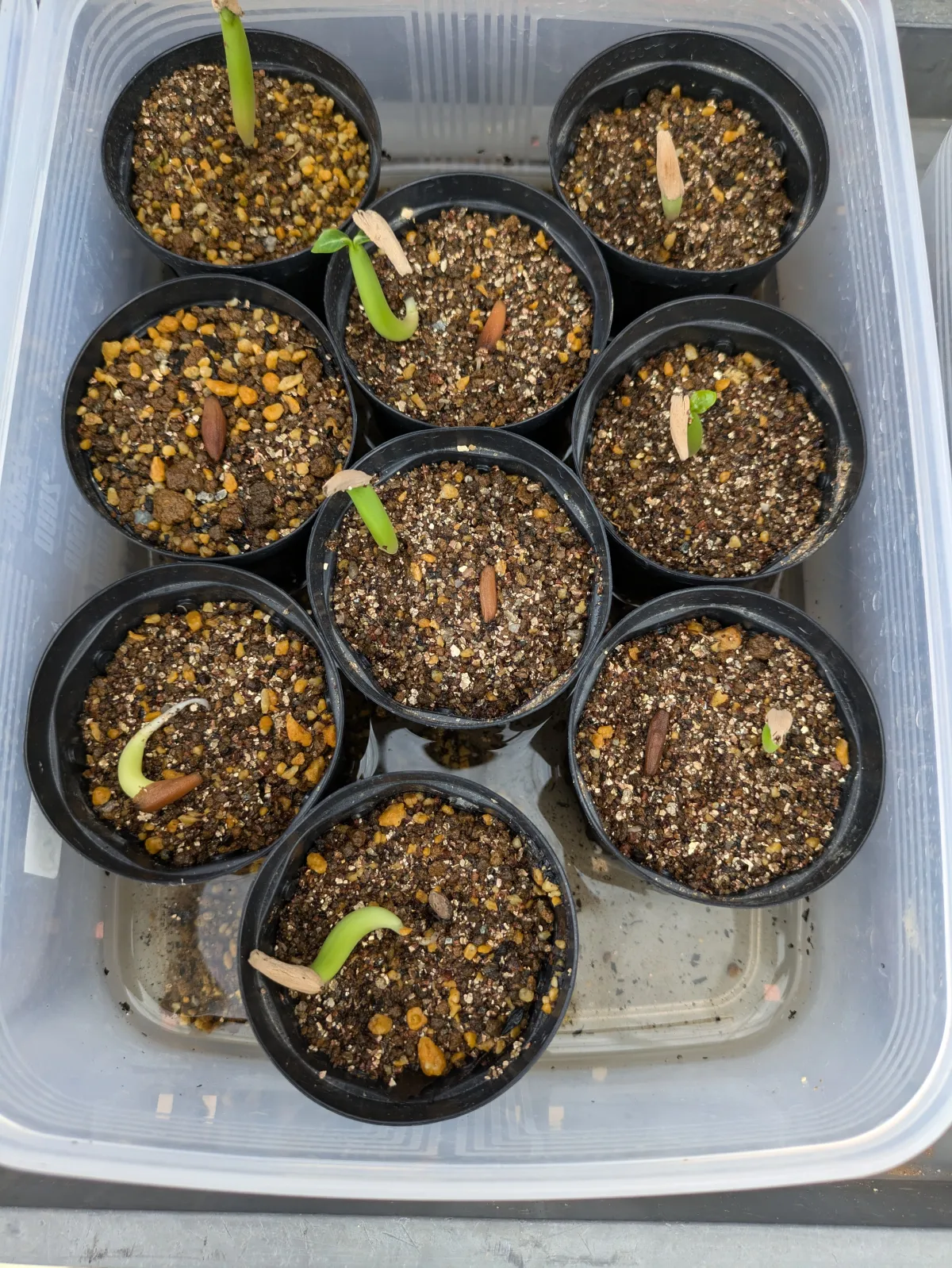 Adenium obesum thai (アデニウム タイ ソコトラナム)