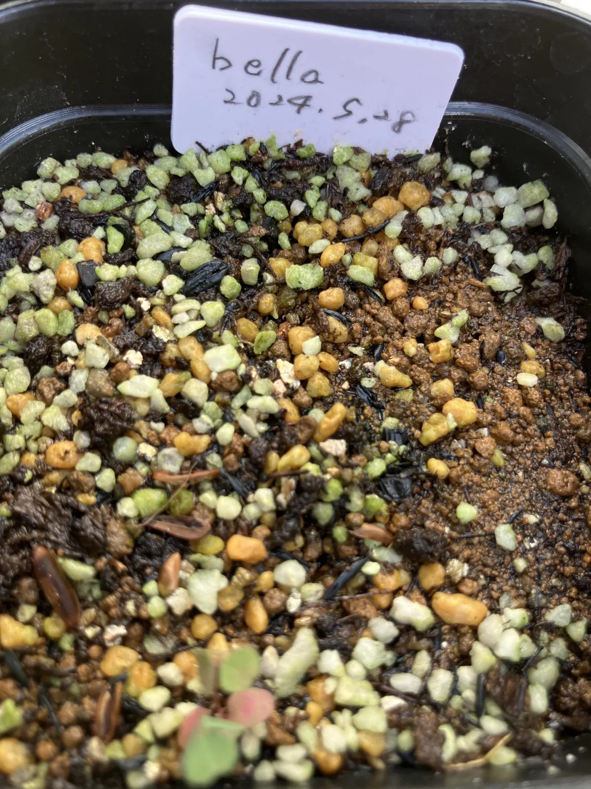 Agave toumeyana var. bella (アガベ トウメヤナ ベラ)