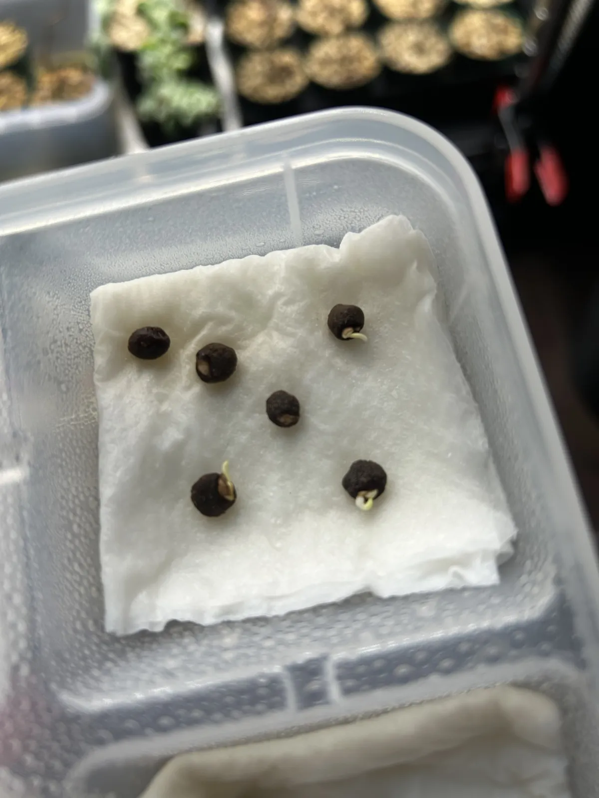 Operculicarya pachypus (オペルクリカリア パキプス)