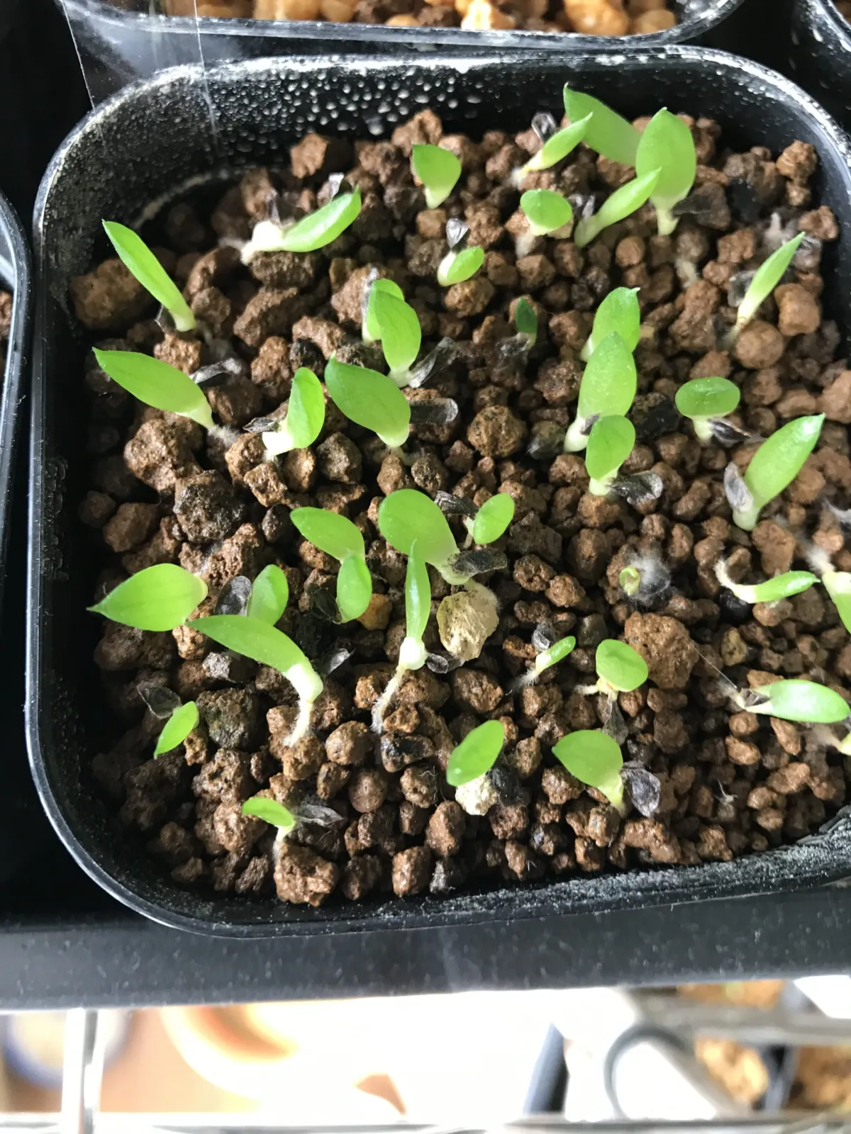 Aloe broomii (アロエ ブルーミー)