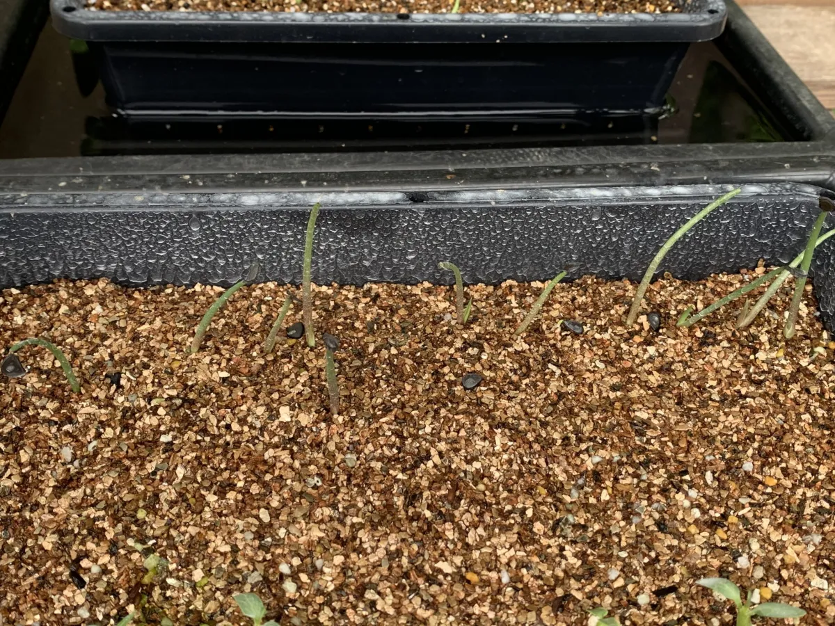 Agave temacapulinensis (アガベ テマカプリネンシス)