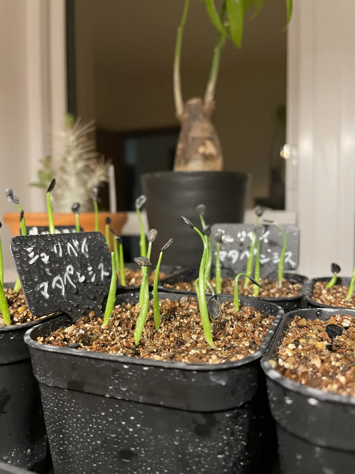 Agave shrevei ssp. matapensis (アガベ シュリベイマタペンシス)