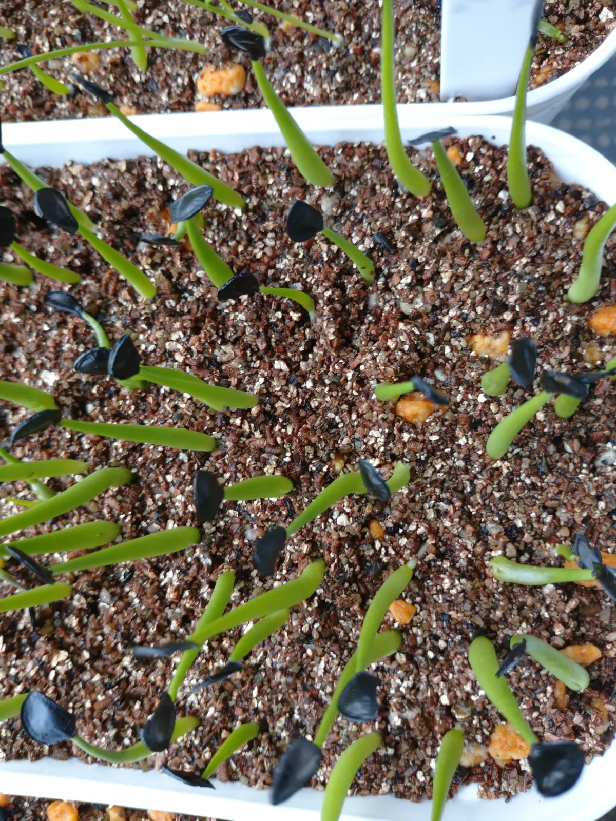 Agave sebastiana (アガベ セバスティアーナ)