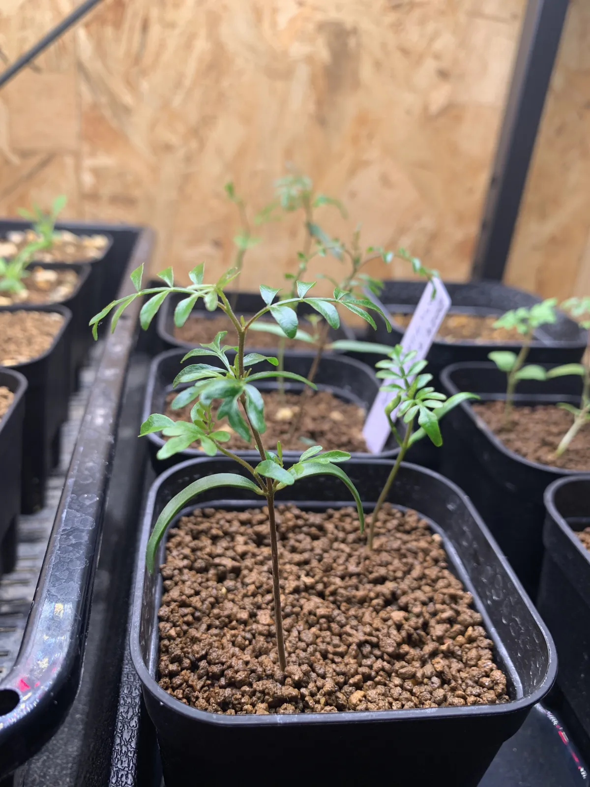 Operculicarya pachypus (オペルクリカリア パキプス)