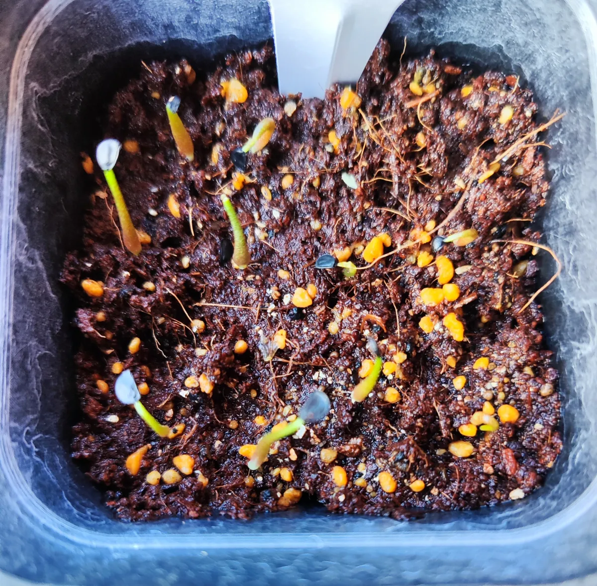 Agave megalodonta (アガベ メガロドンタ)