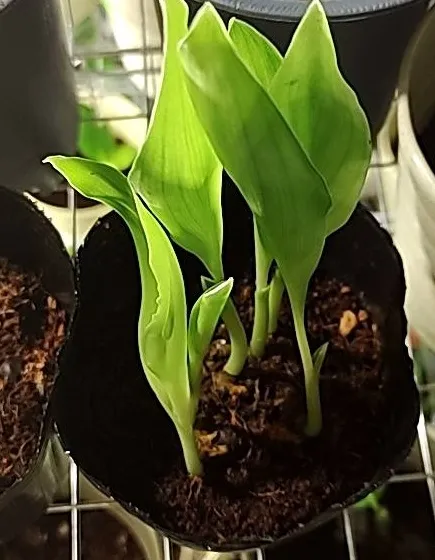 Strelitzia reginae (ストレリチア レジーナ)