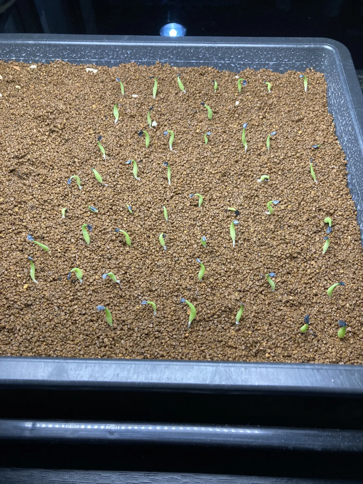 Agave oteroi (アガベ オテロイ)