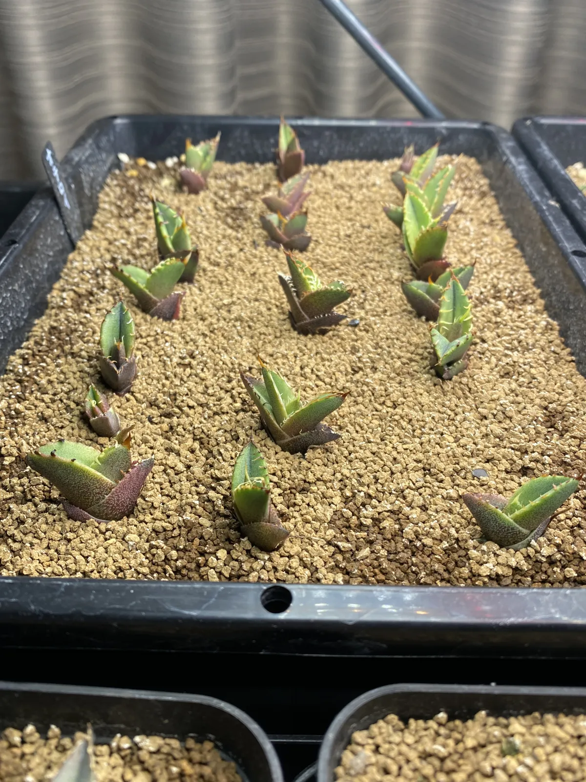 Agave oteroi (アガベ オテロイ)