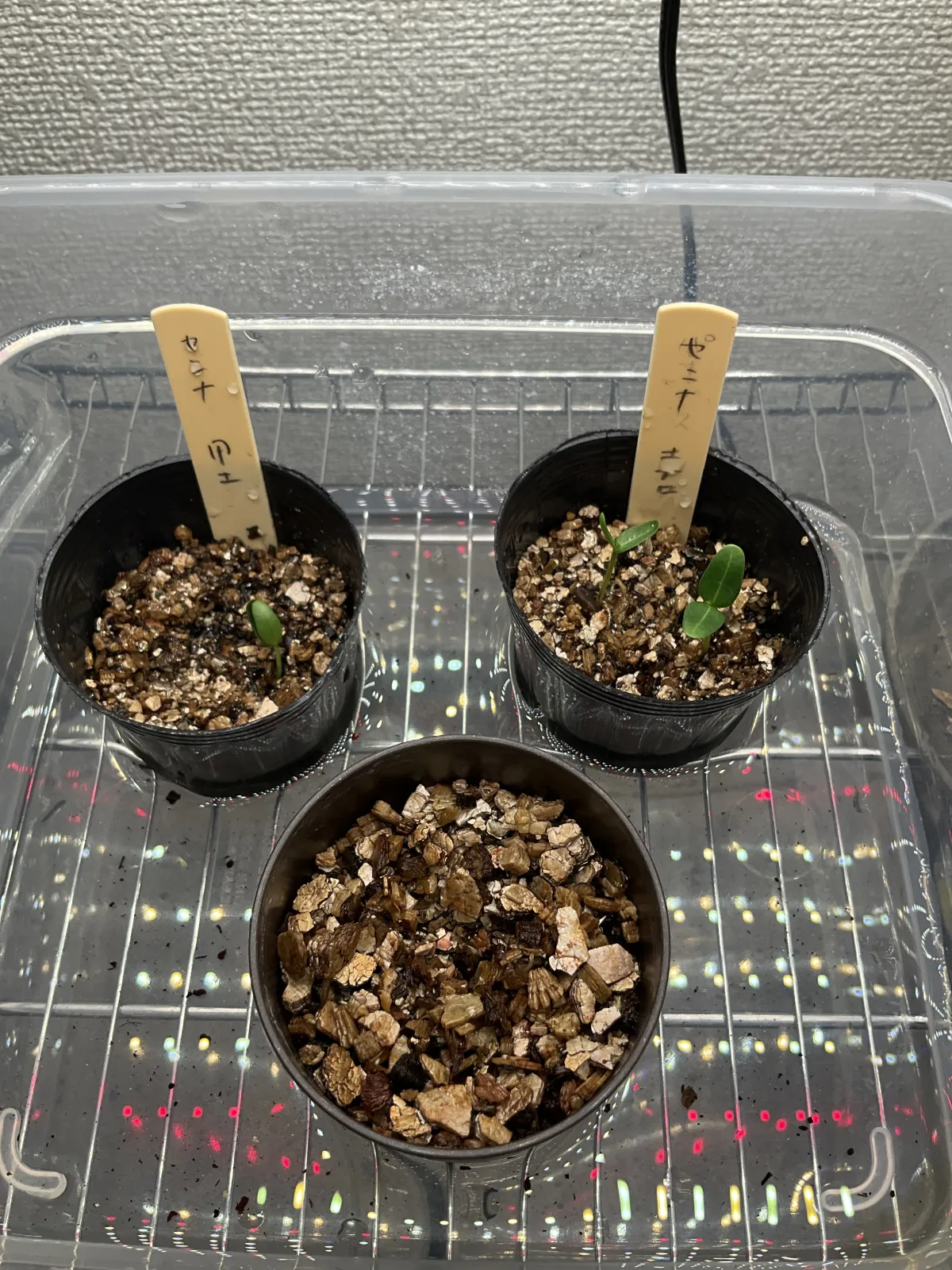 Senna meridionalis (センナ メリディオナリス)