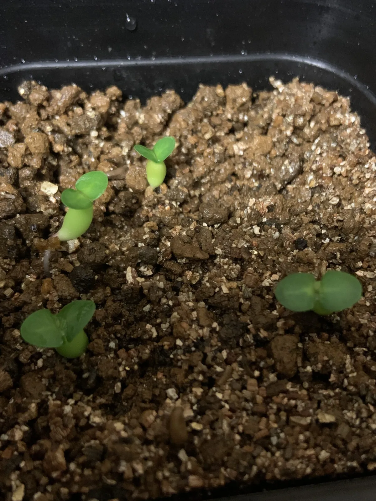 Pachypodium succulentum (パキポディウム サキュレンタム)