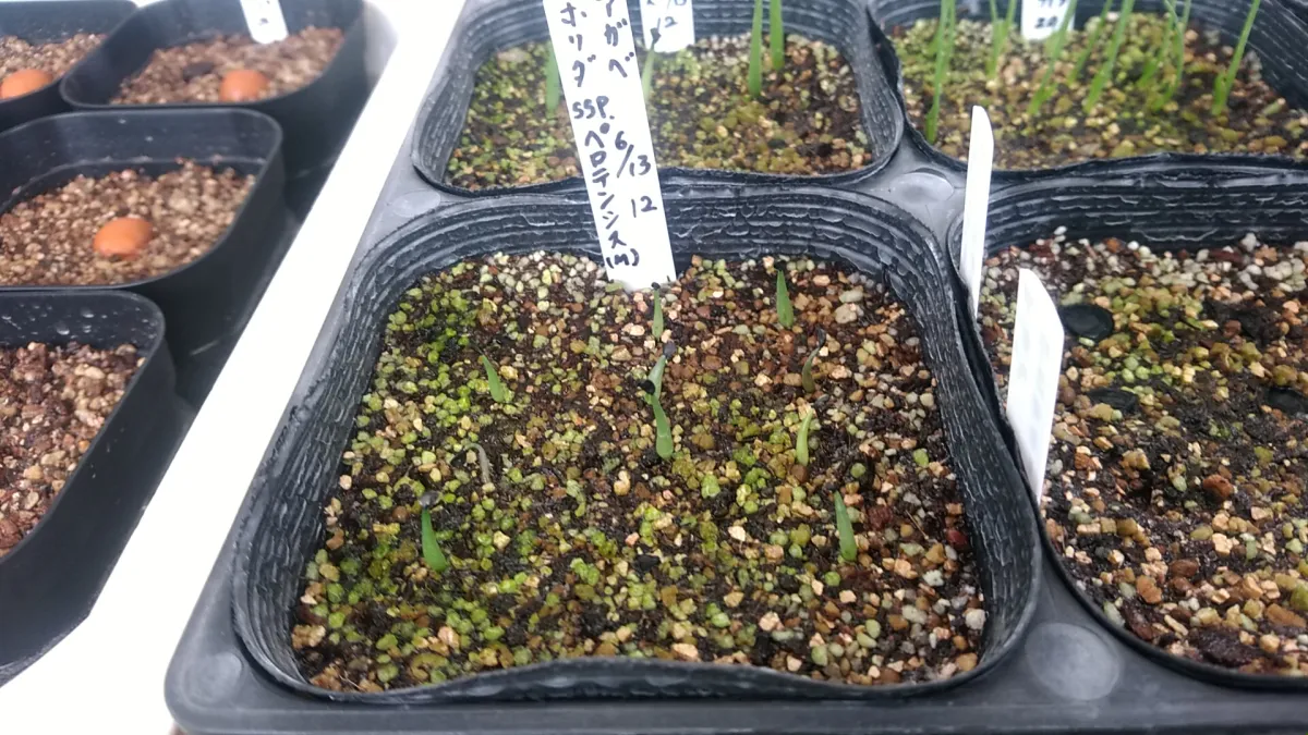 Agave horrida subsp. perotensis (アガベ ペロテンシス)