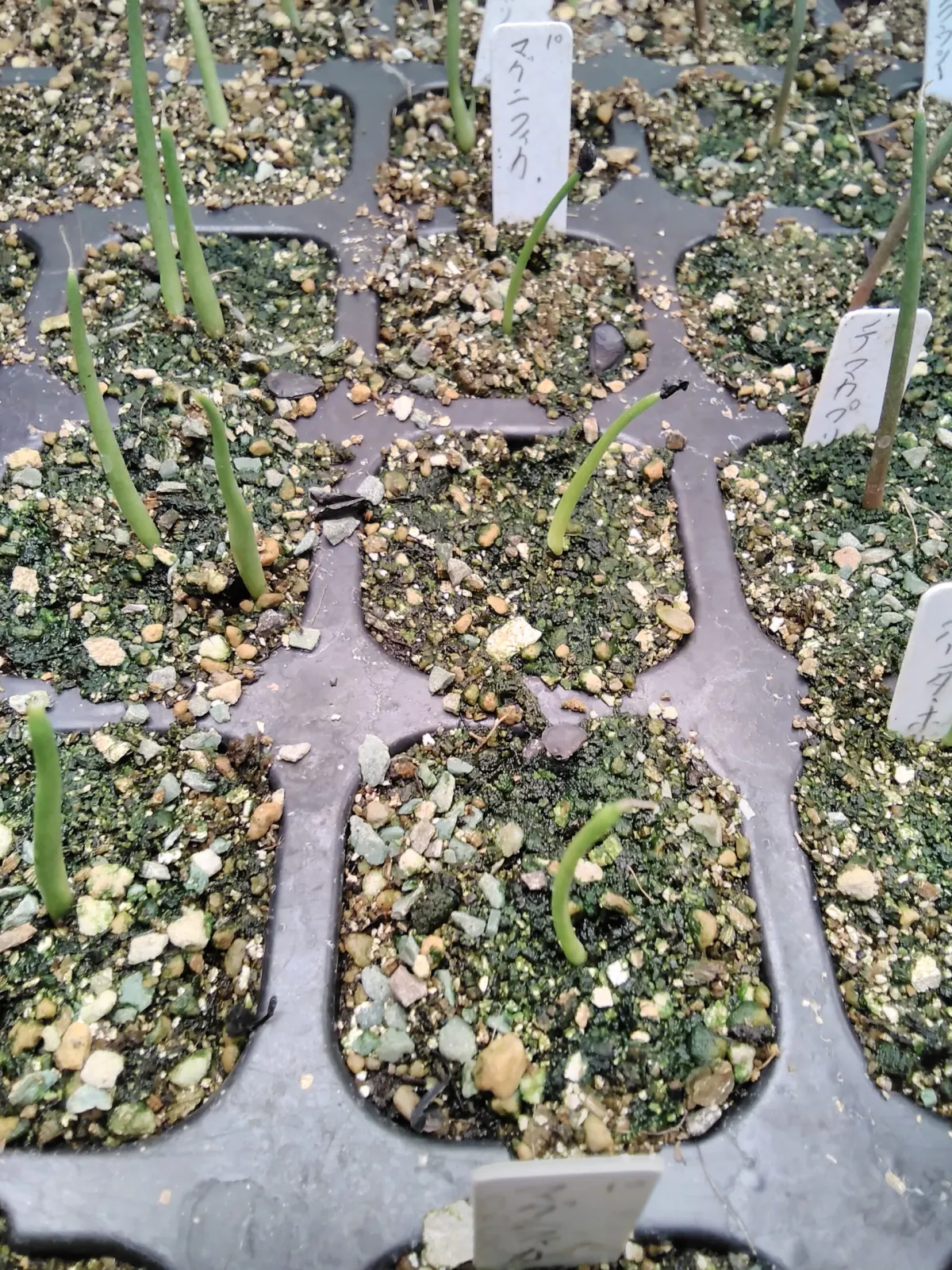 Agave salomonii Magnifica (アガベ マグニフィカ)