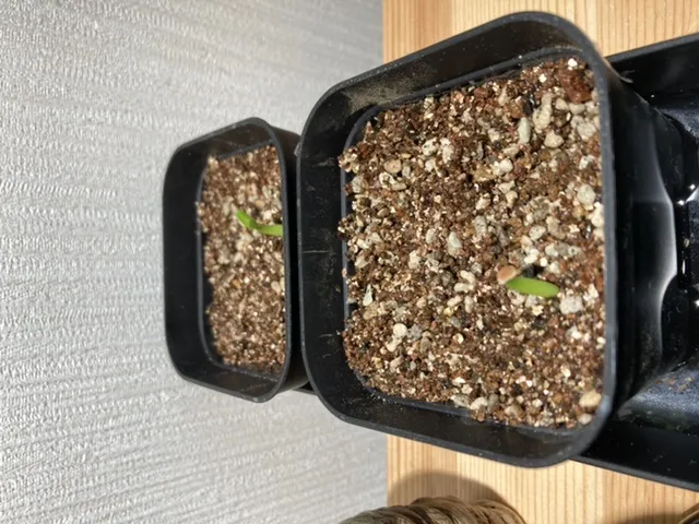 Pachypodium rosulatum var. gracilius (パキポディウム グラキリス)