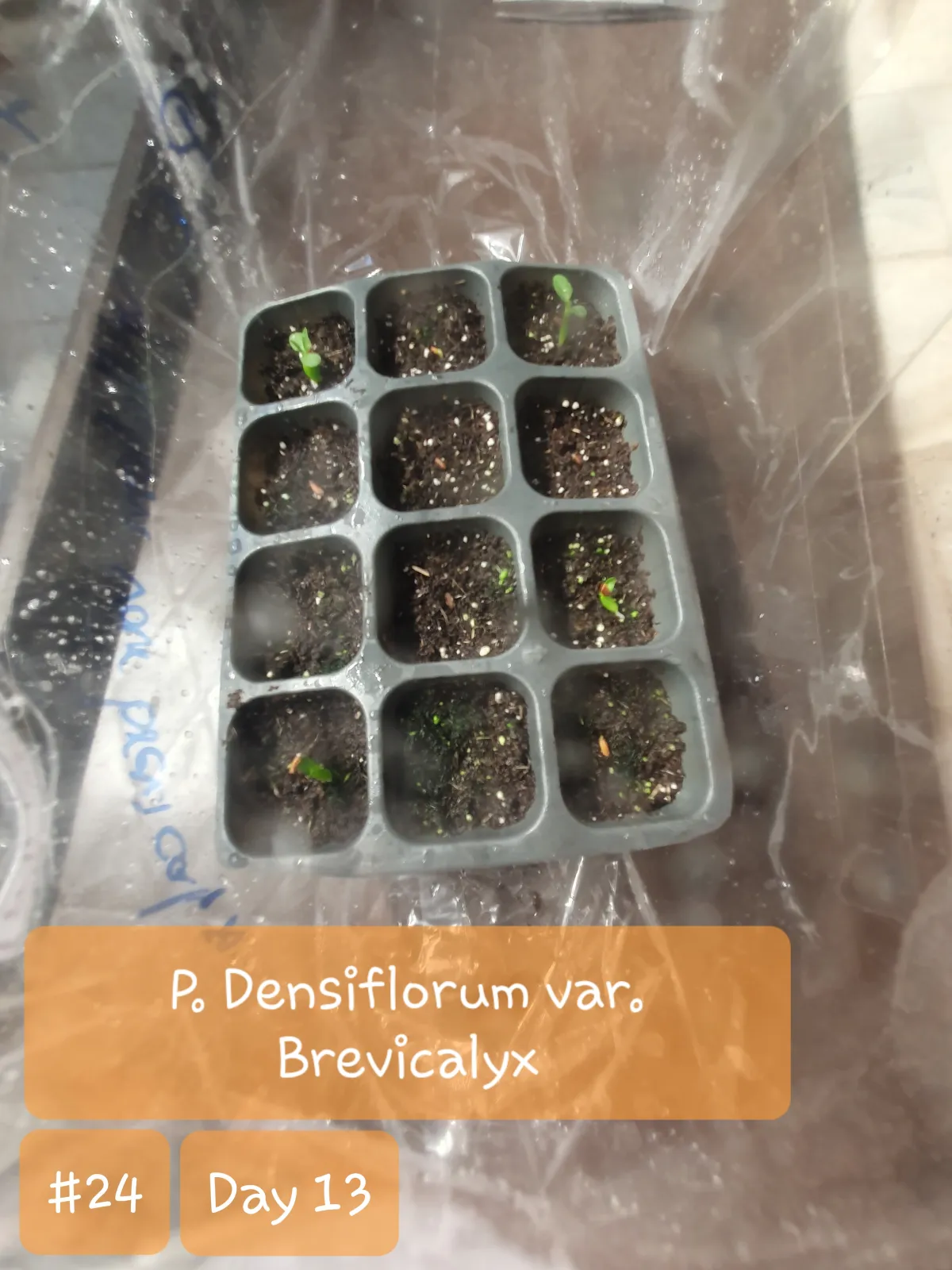 Pachypodium densiflorum var. brevicalyx (パキポディウム ブレビカリックス)