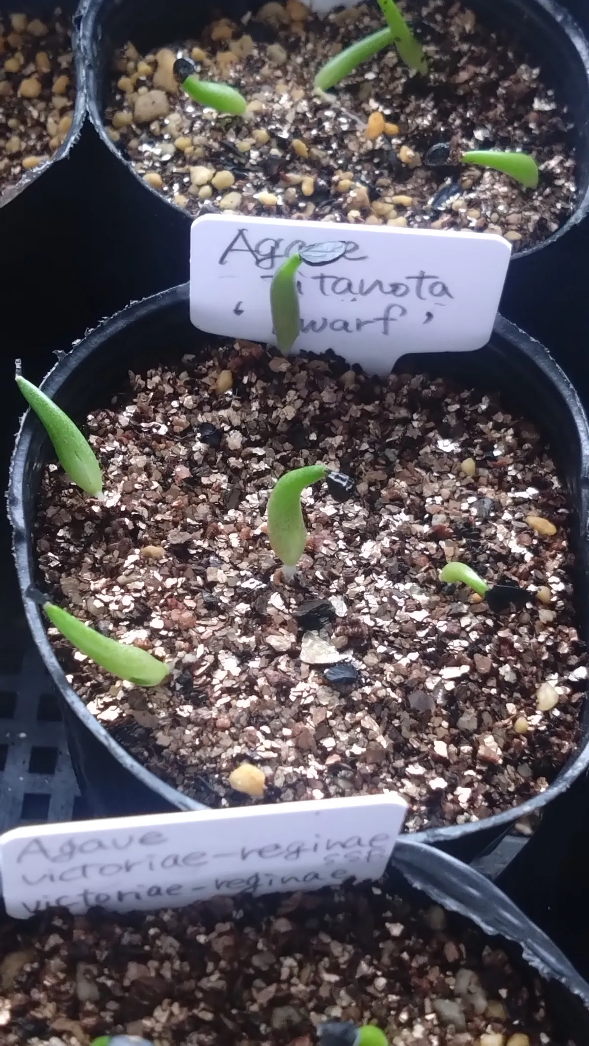 Agave titanota (アガベ チタノタ ドワーフ)