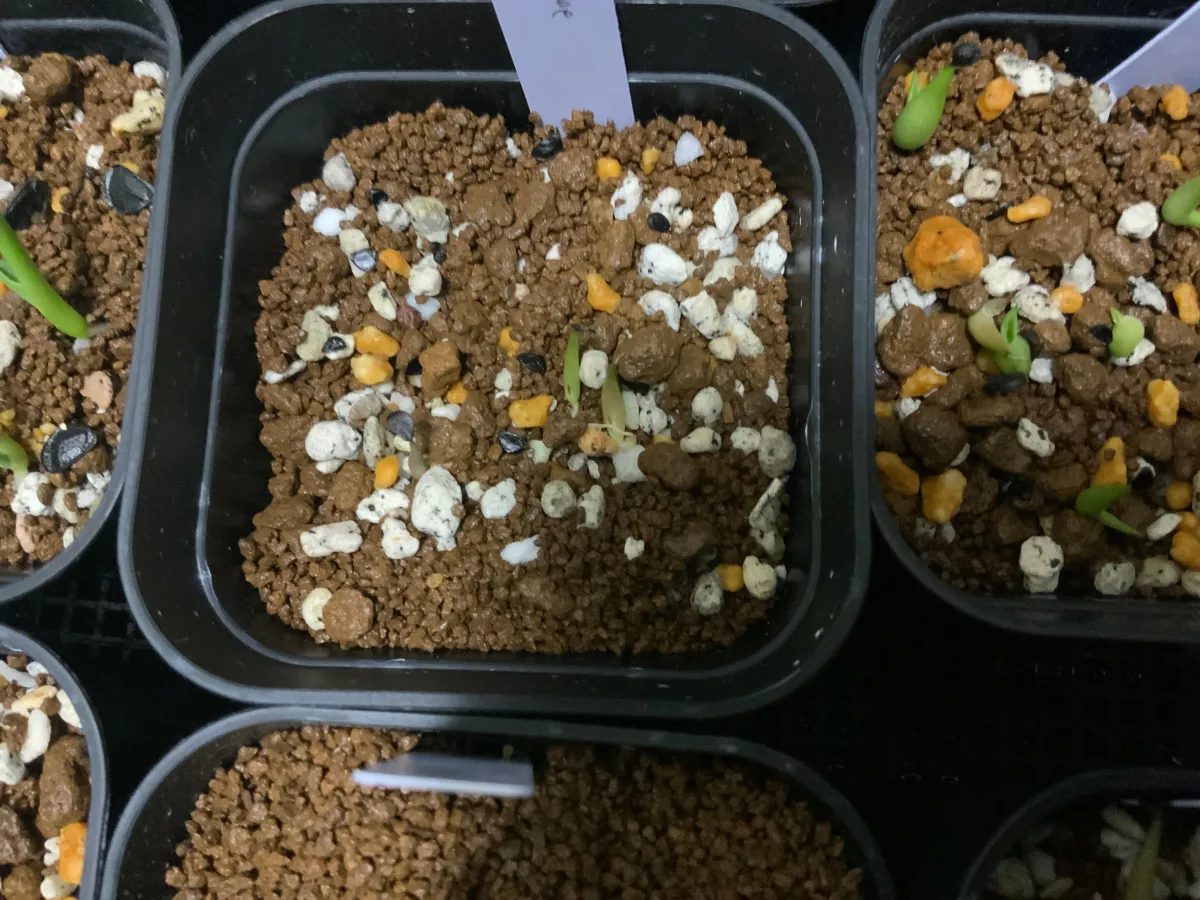 Agave victoriae-reginae Compacta (アガベ ビクトリアレジーナコンパクト)