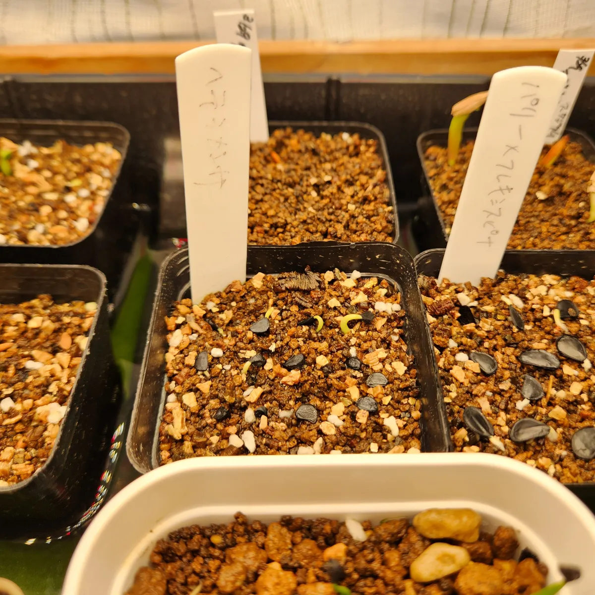 Agave univittata (アガベ ヘテラカンサ)