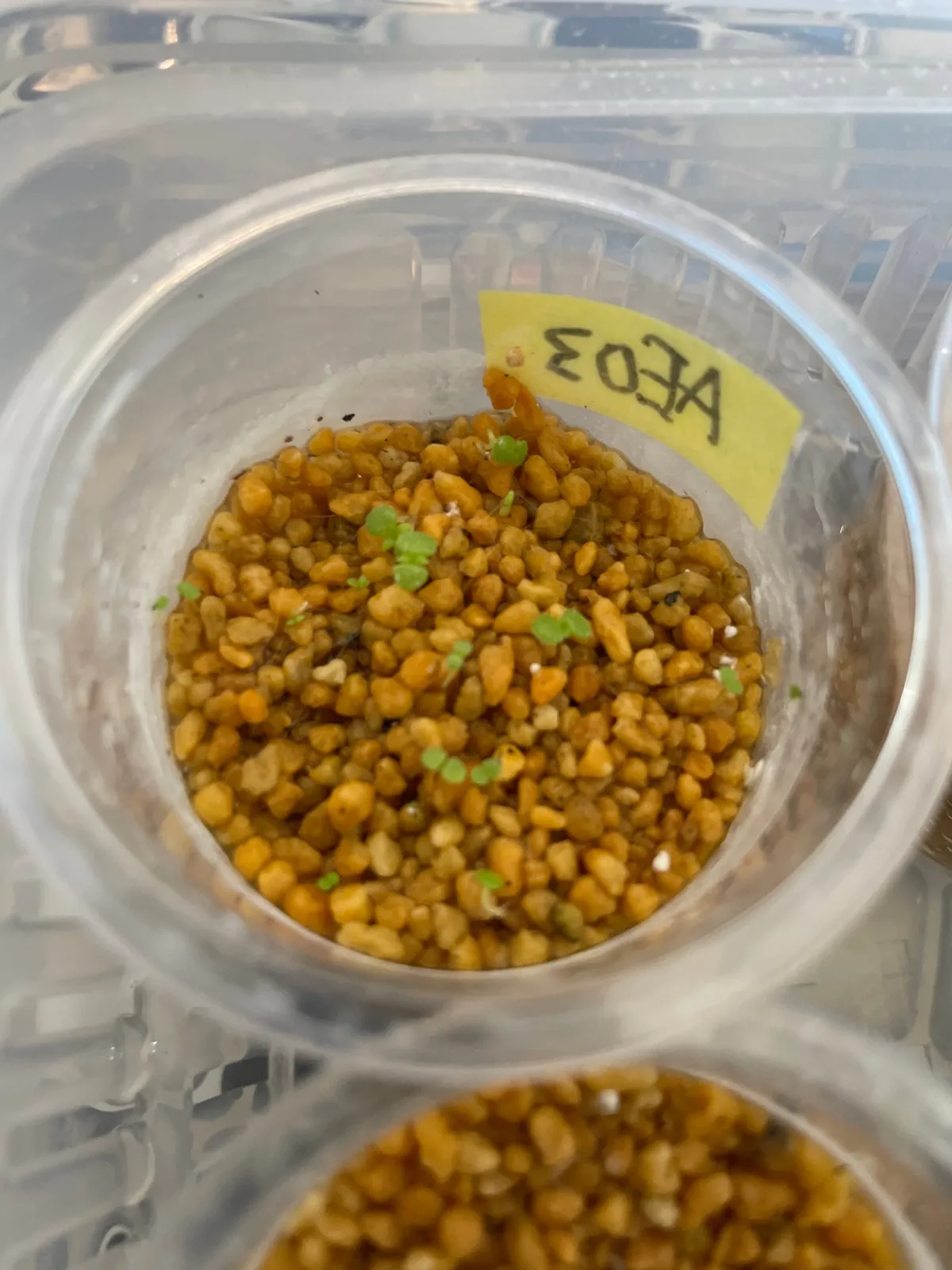 Aeonium Aeonium 'Mix' (アエオニウム ミックス)