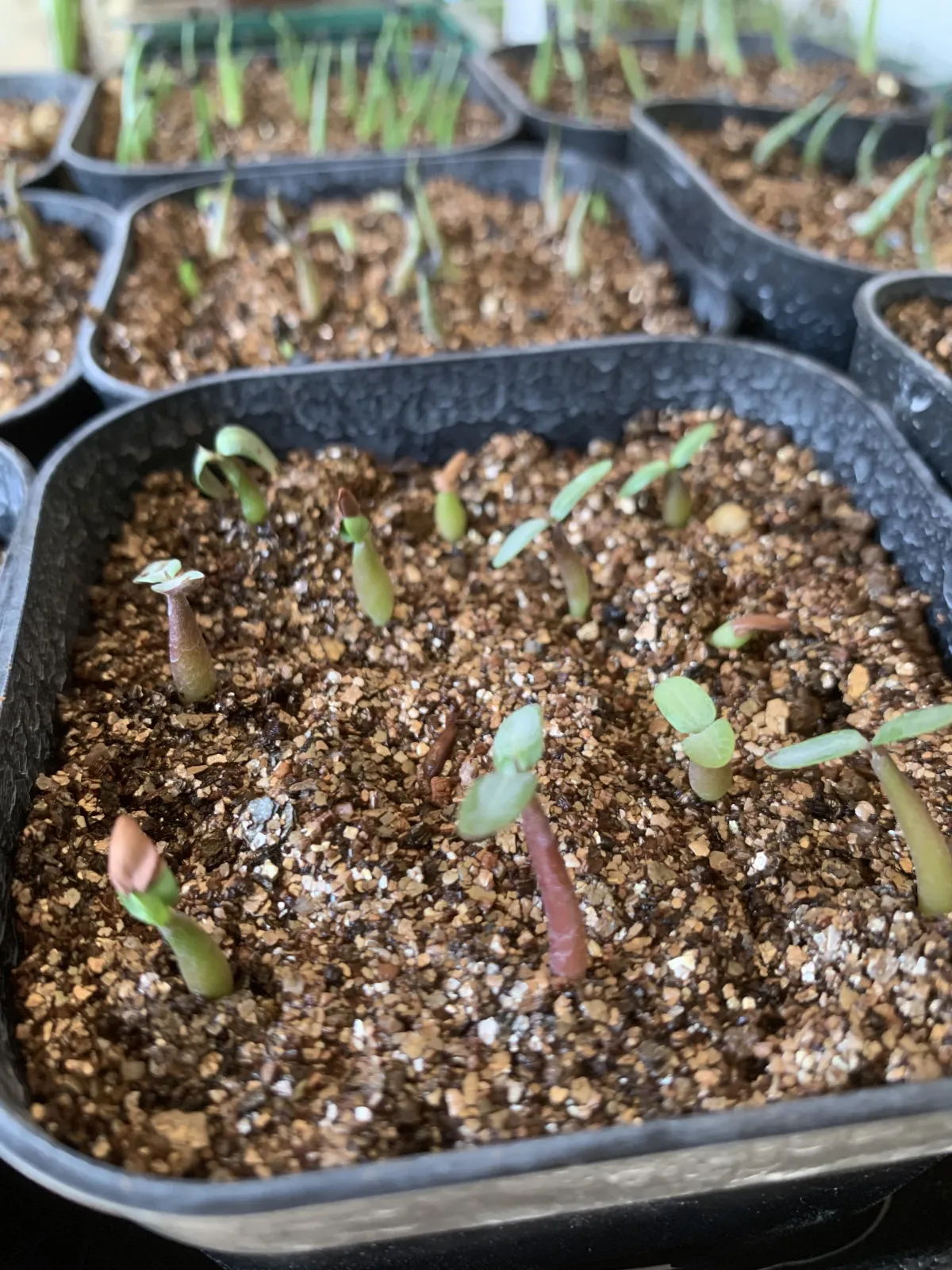 Pachypodium rosulatum var. gracilius (パキポディウム グラキリス)