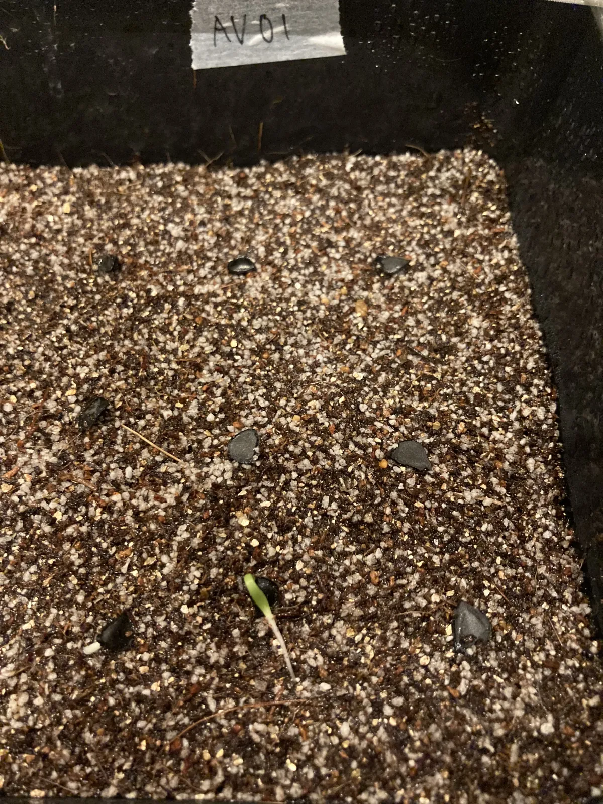 Agave macroacantha (アガベ マクロアカンサ 八荒殿)