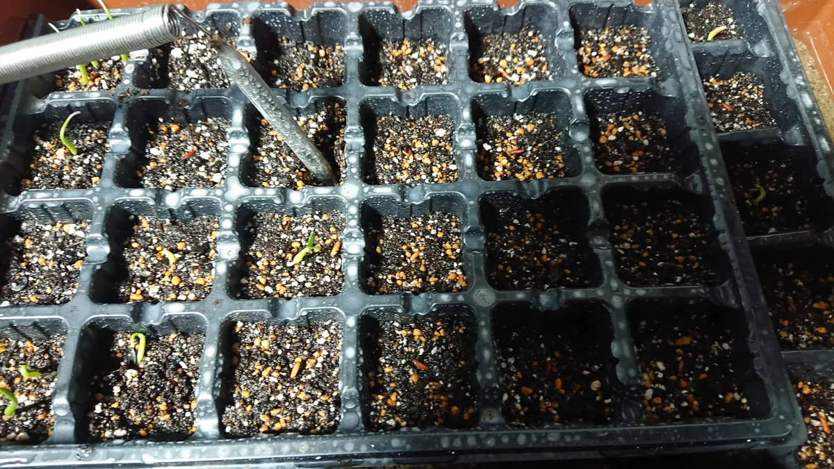 Agave gigantensis (アガベ ギガンテンシス)