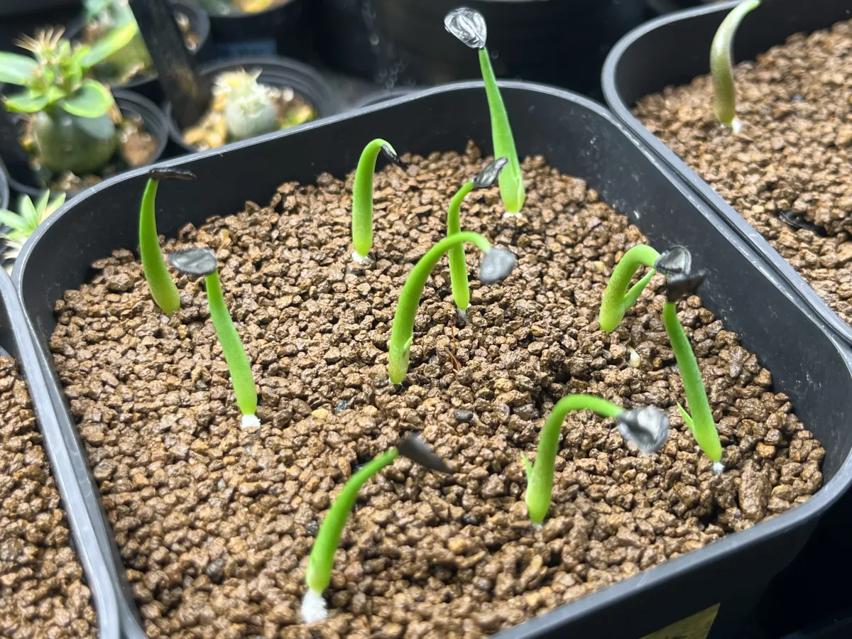 Agave potatorum Dwarf (アガベ ポタトラムドワーフ)