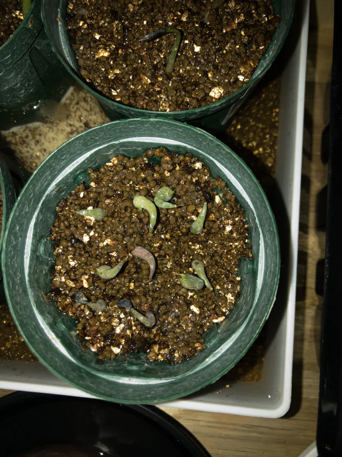 Agave difformis 'Azul' (アガベ ディフォルミス アズール)